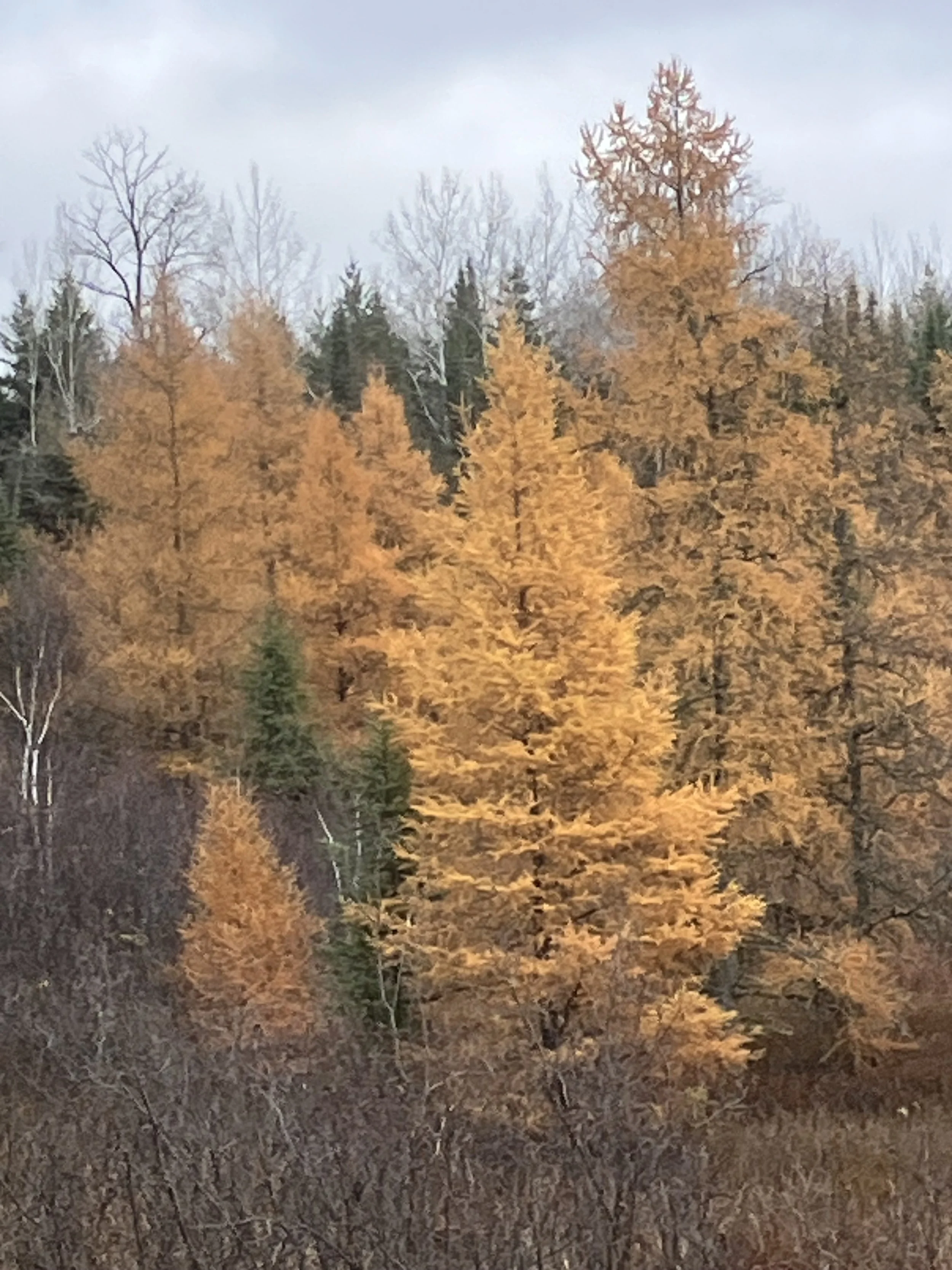 Autumn trees with yellow and orange foliage in a forest setting.