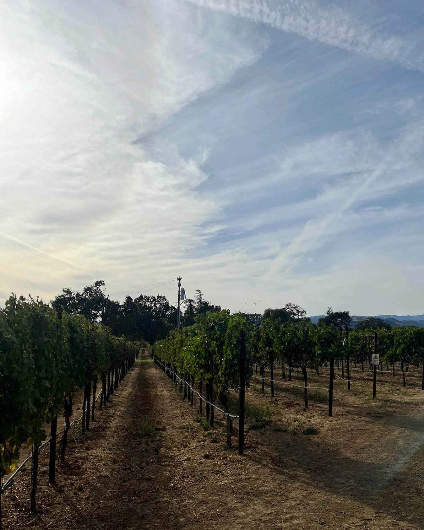 Join me at Verde Vineyards until 4pm today π·