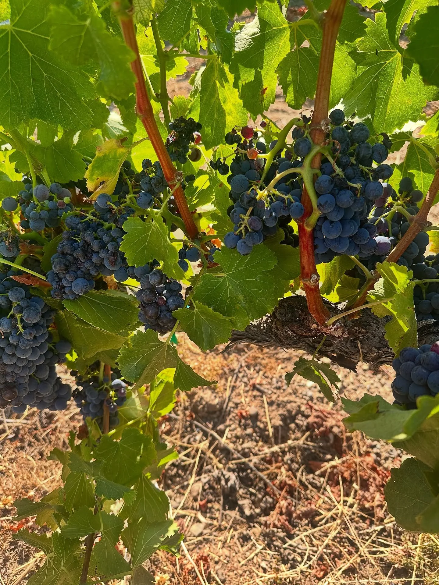 Wine tastes even better with a savory soundtrack and plate to match! I’m performing at Besson Family Vineyards tomorrow, Saturday 9/27 from 1:30-4:30pm. π· Swipe to see delicious menu options, available all weekend at BFV. 
@bessonfamilyvineya