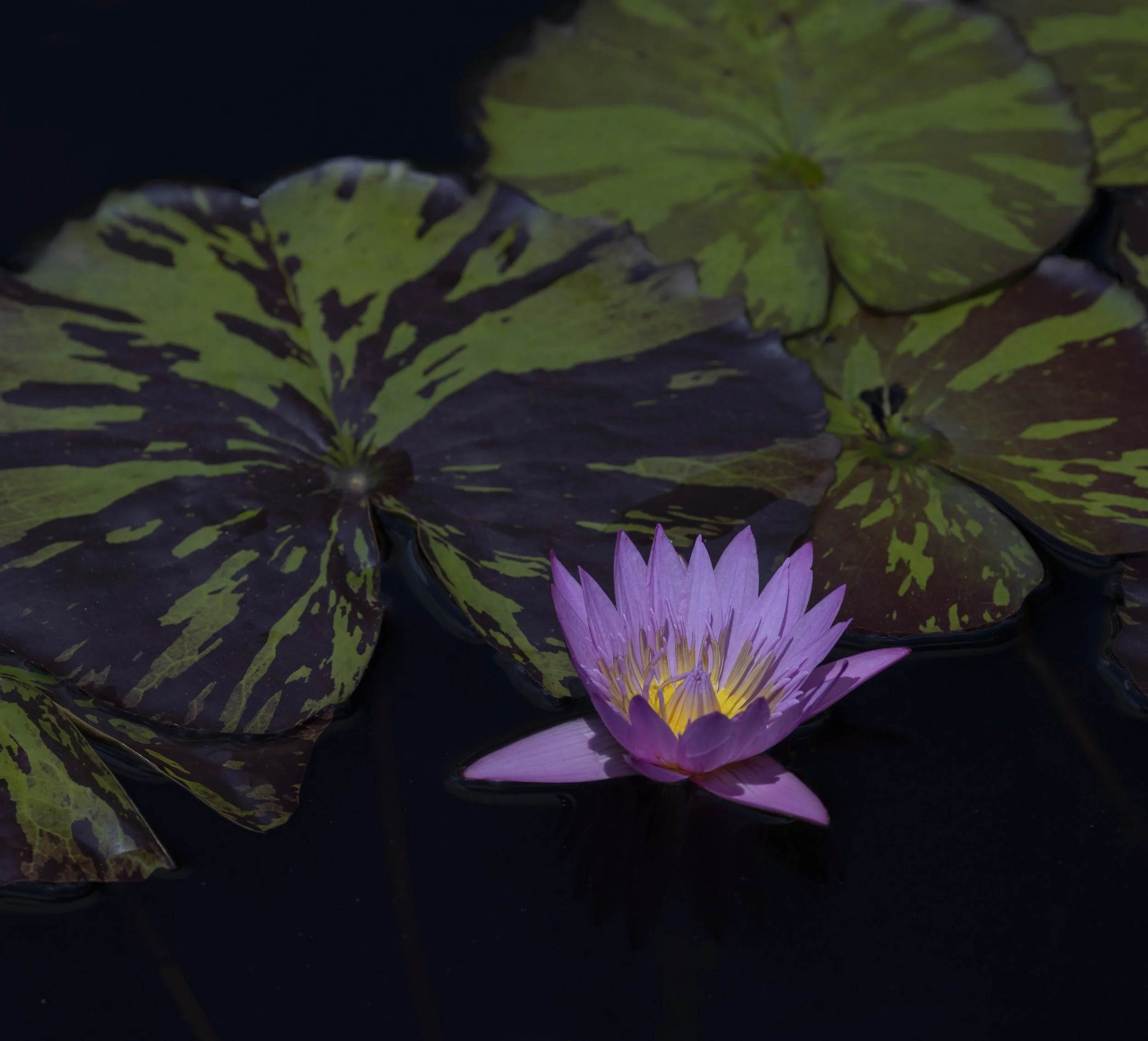 2605_Longwood_181-Edit-2.jpg