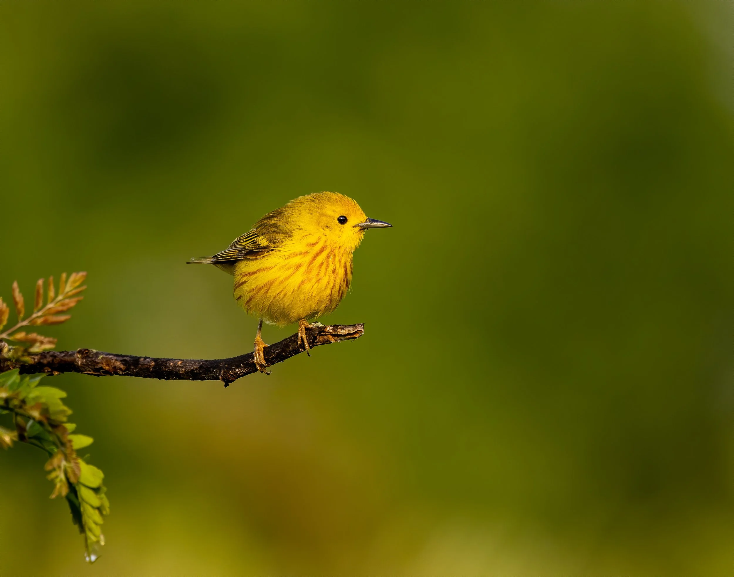 yelowwarbler002.jpg