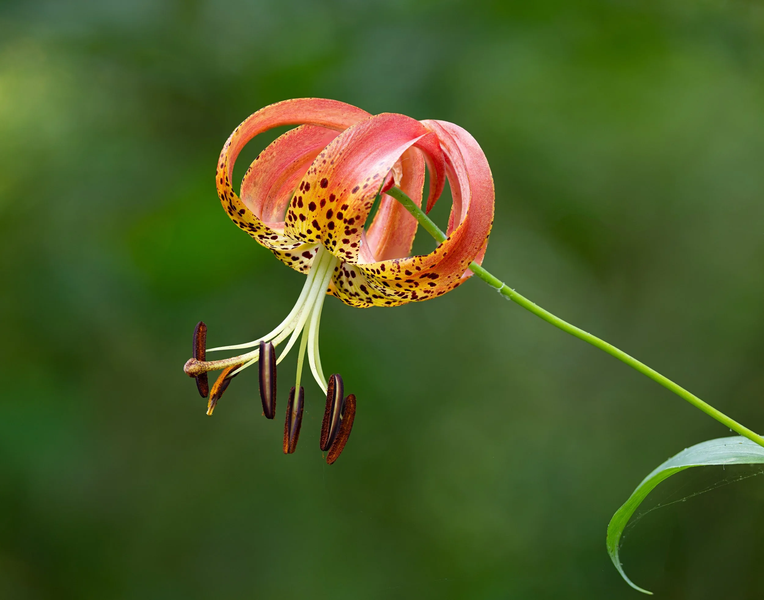 Turks Lily