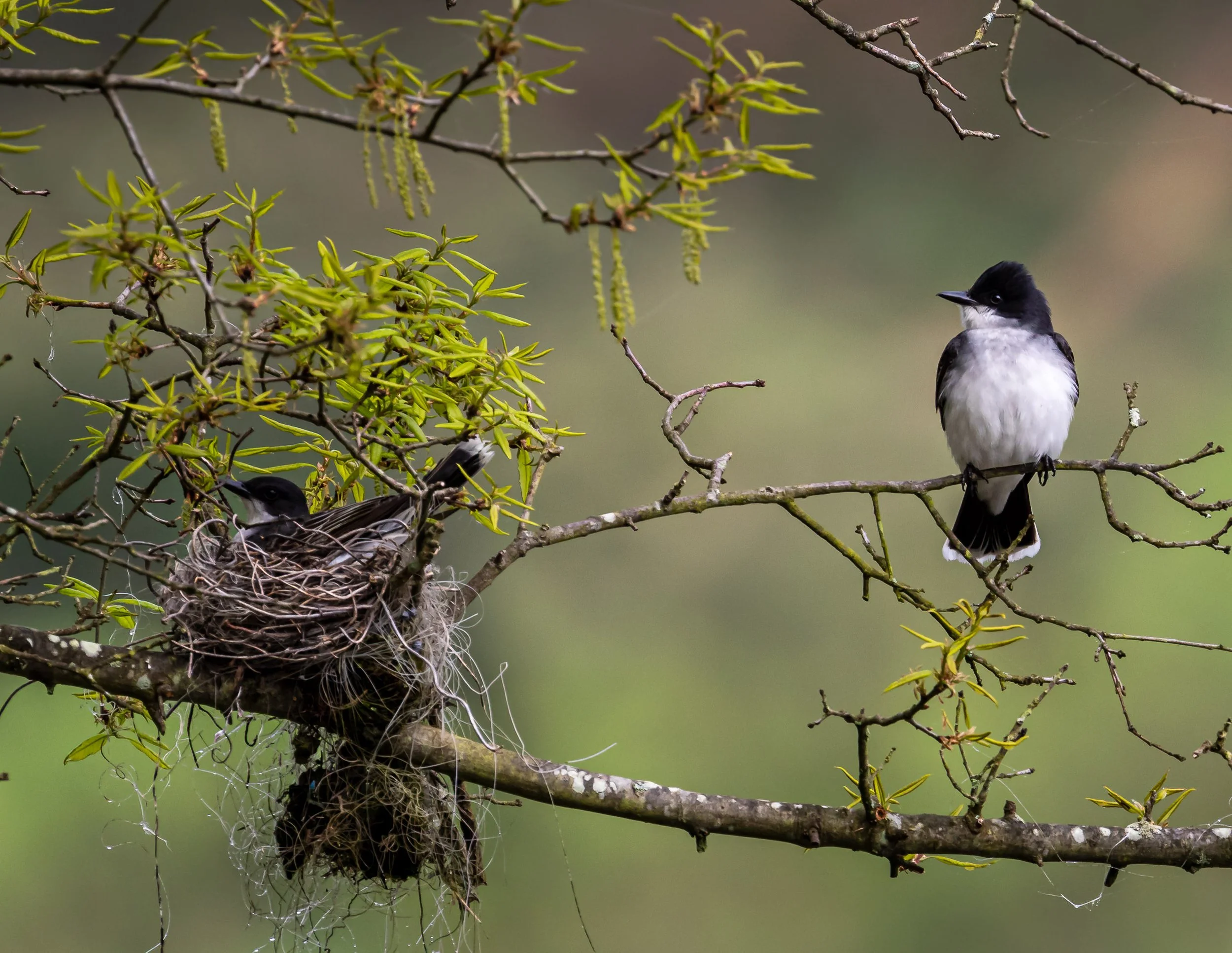 eastern king bird 001.jpg