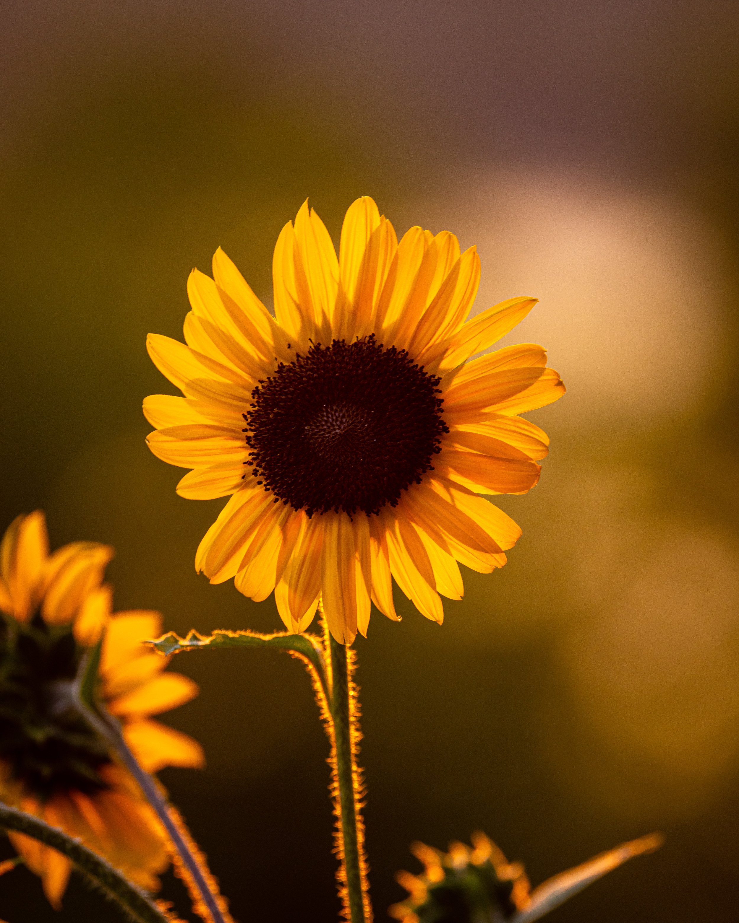 sunflower001.jpg