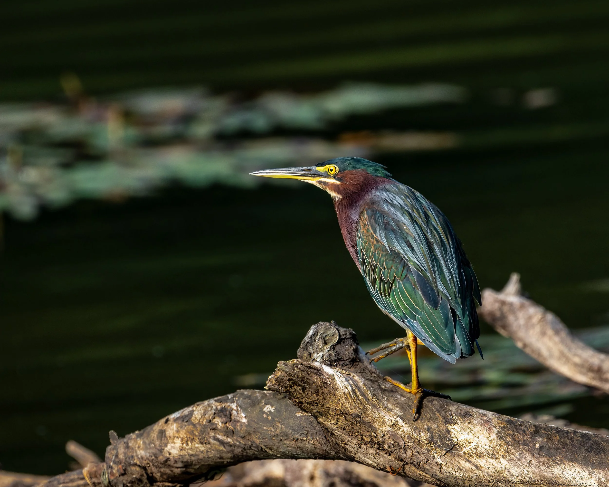 greenheron001.jpg