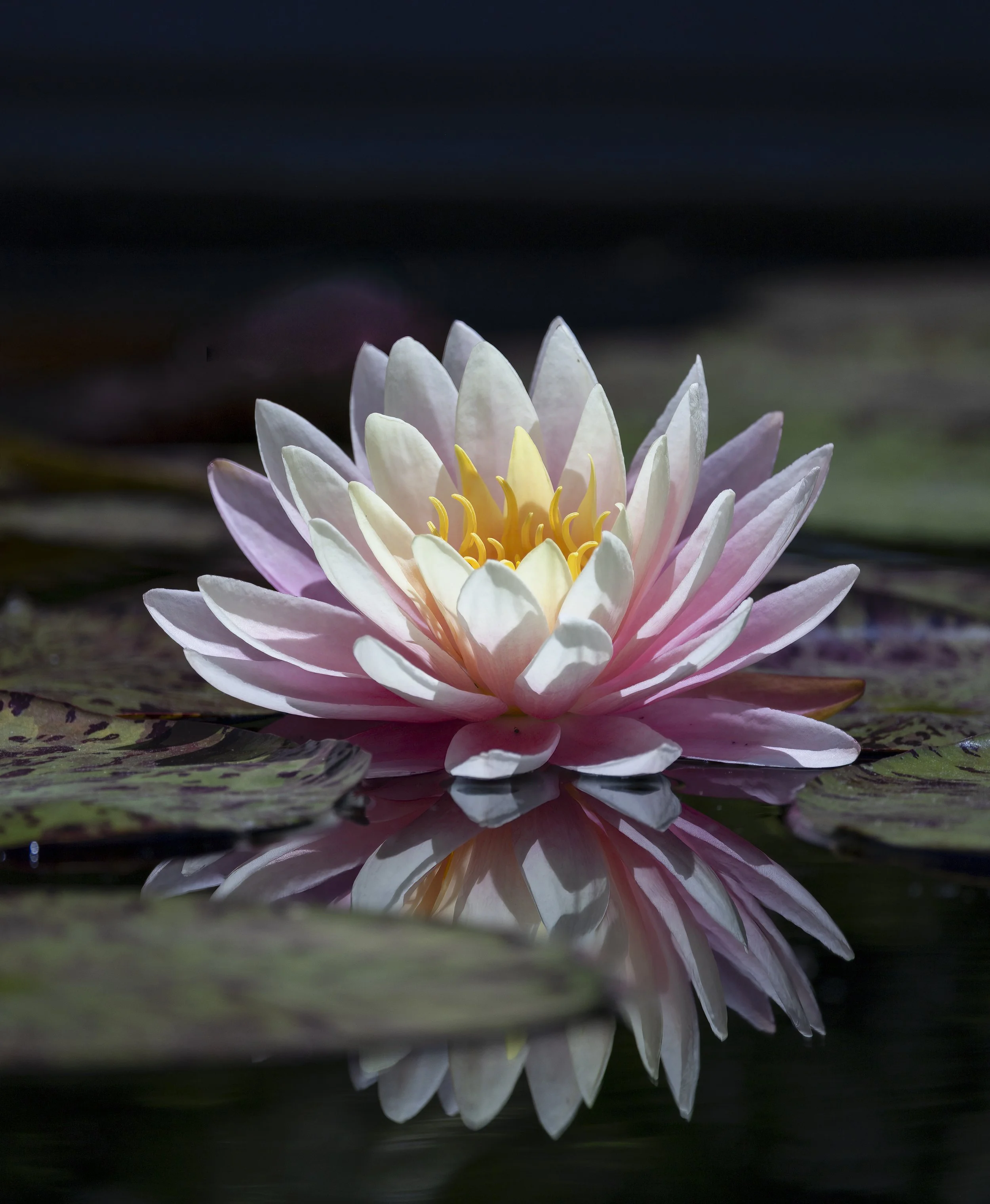 2605_Longwood_137-Edit-Edit.jpg