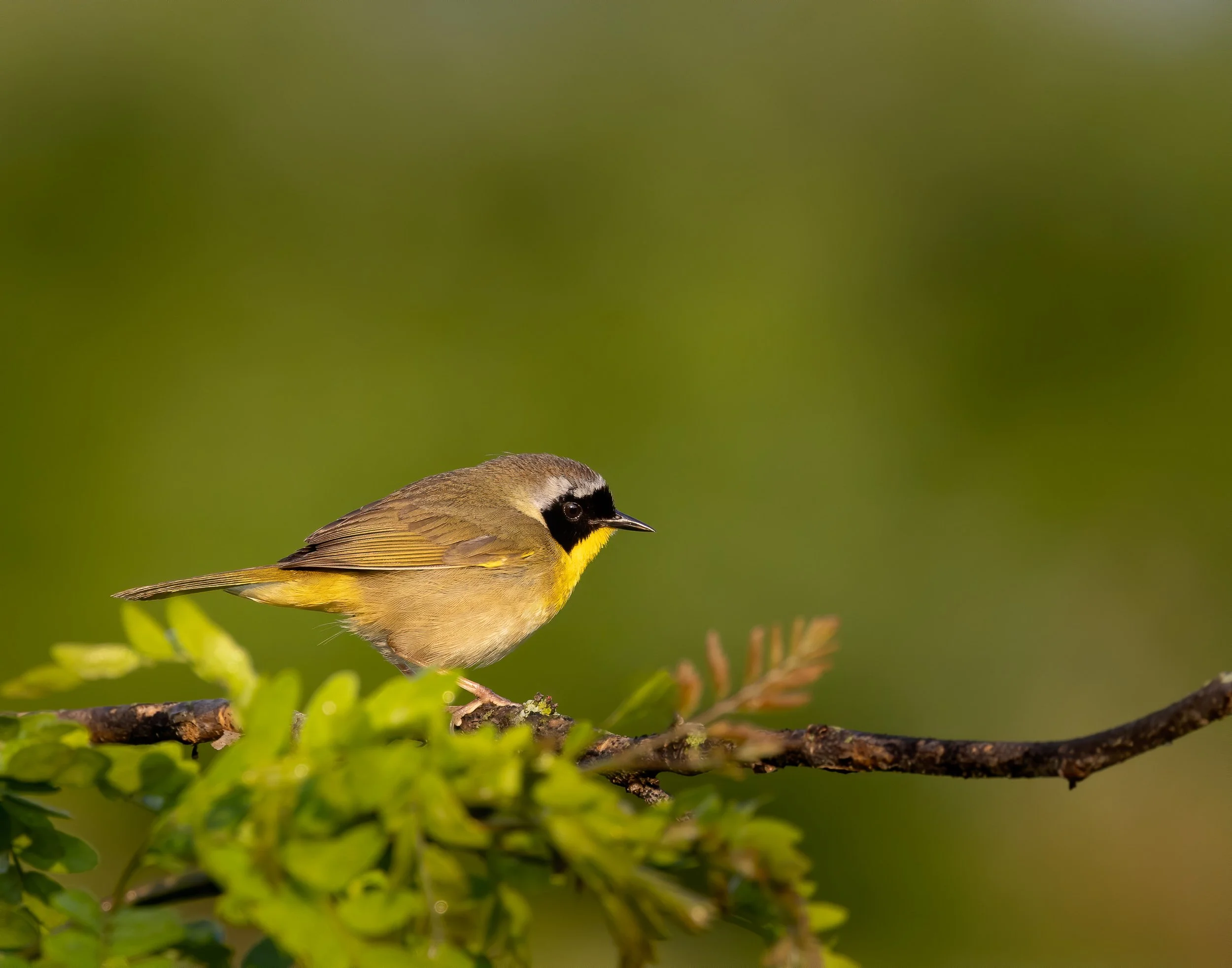 commonyellowthroat001.jpg