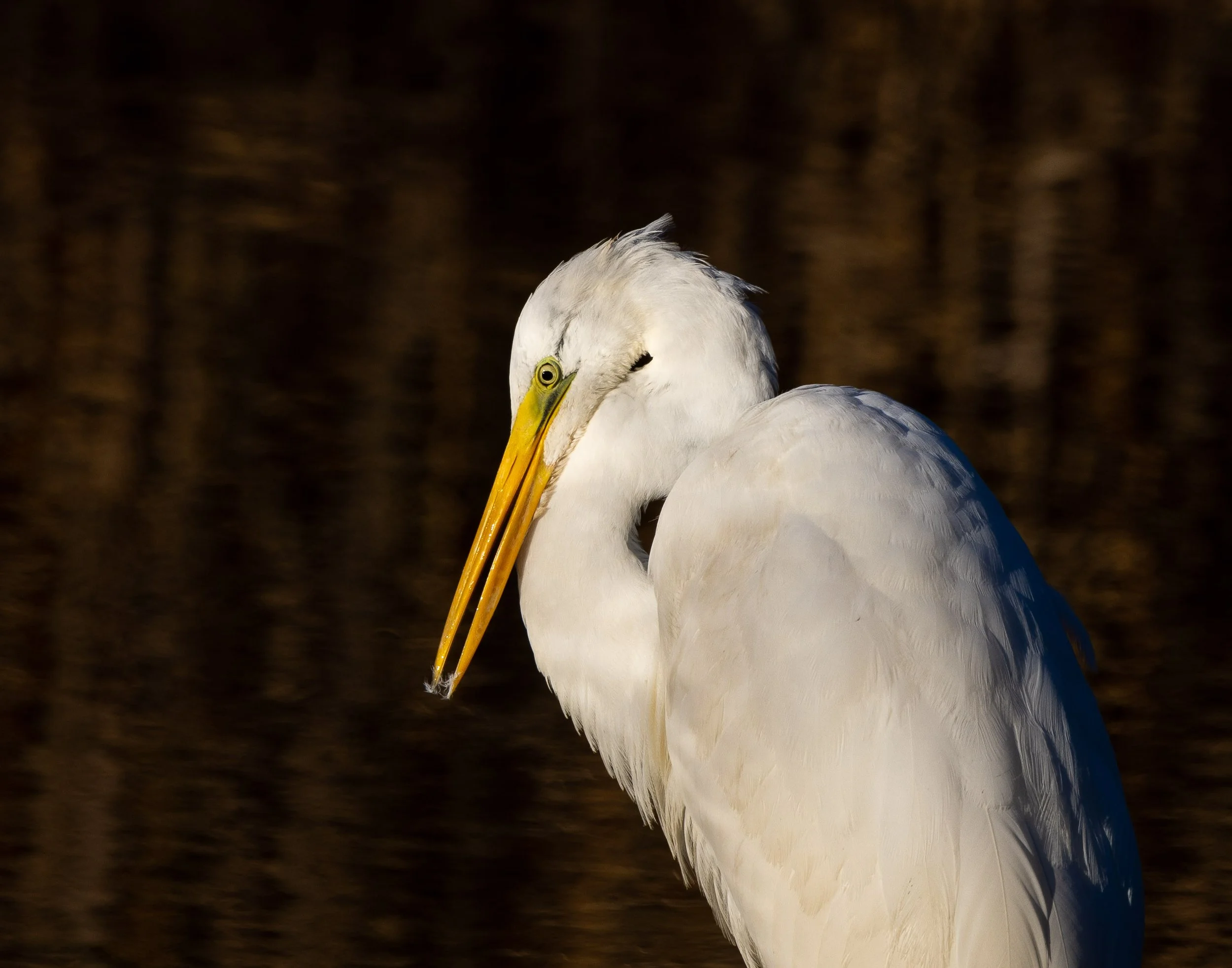 Great Egret
