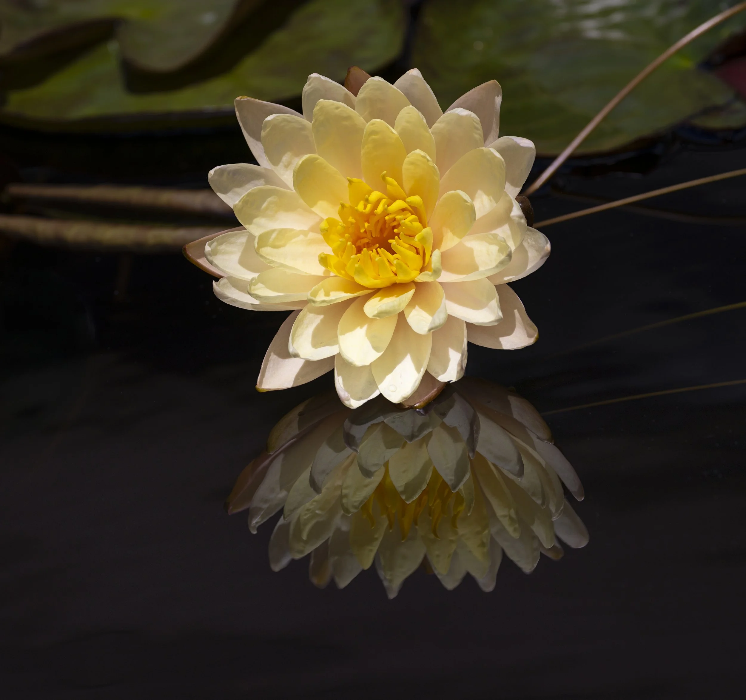 2605_Longwood_164-Edit-Edit.jpg