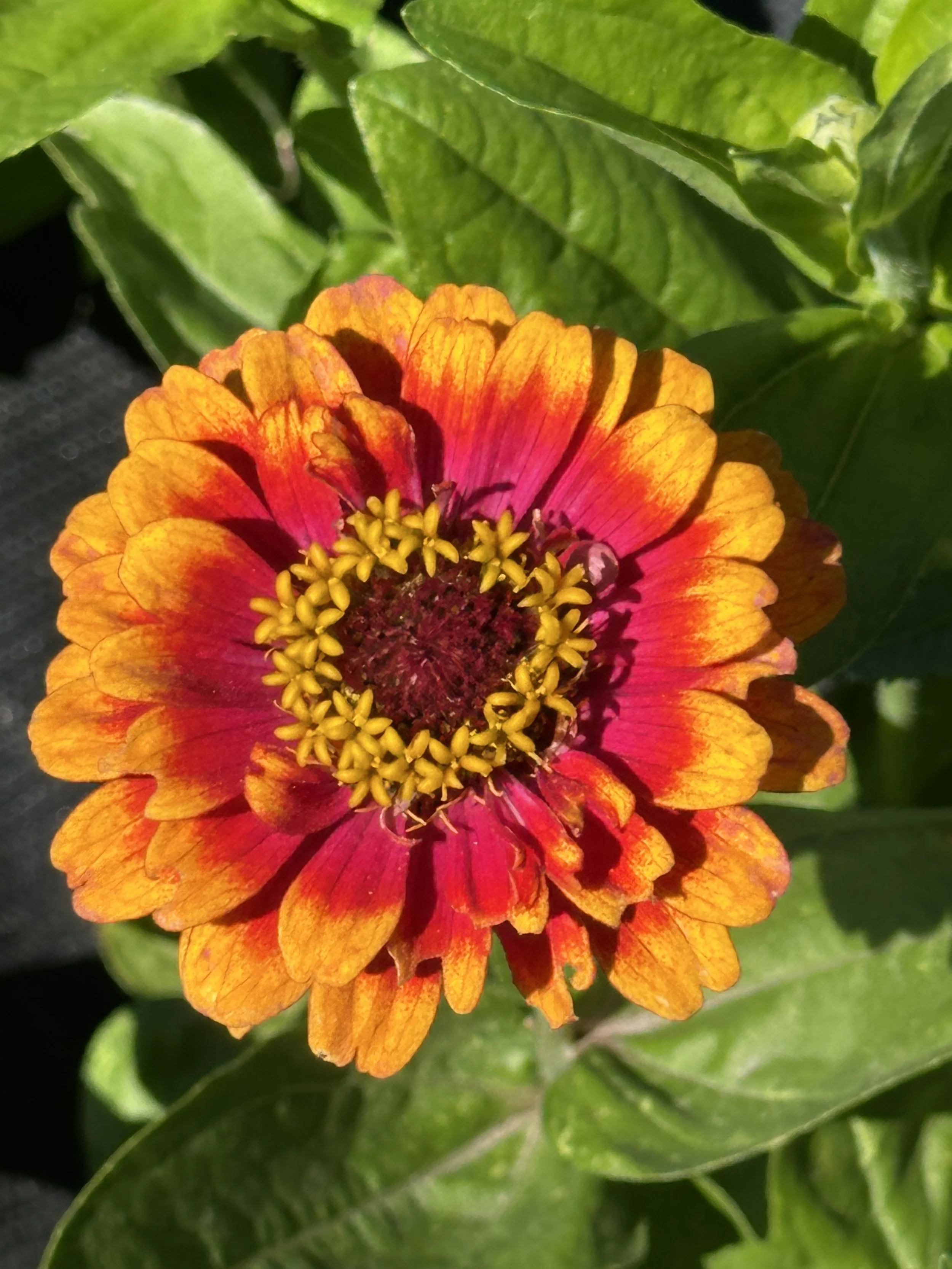 Pinching zinnias and more