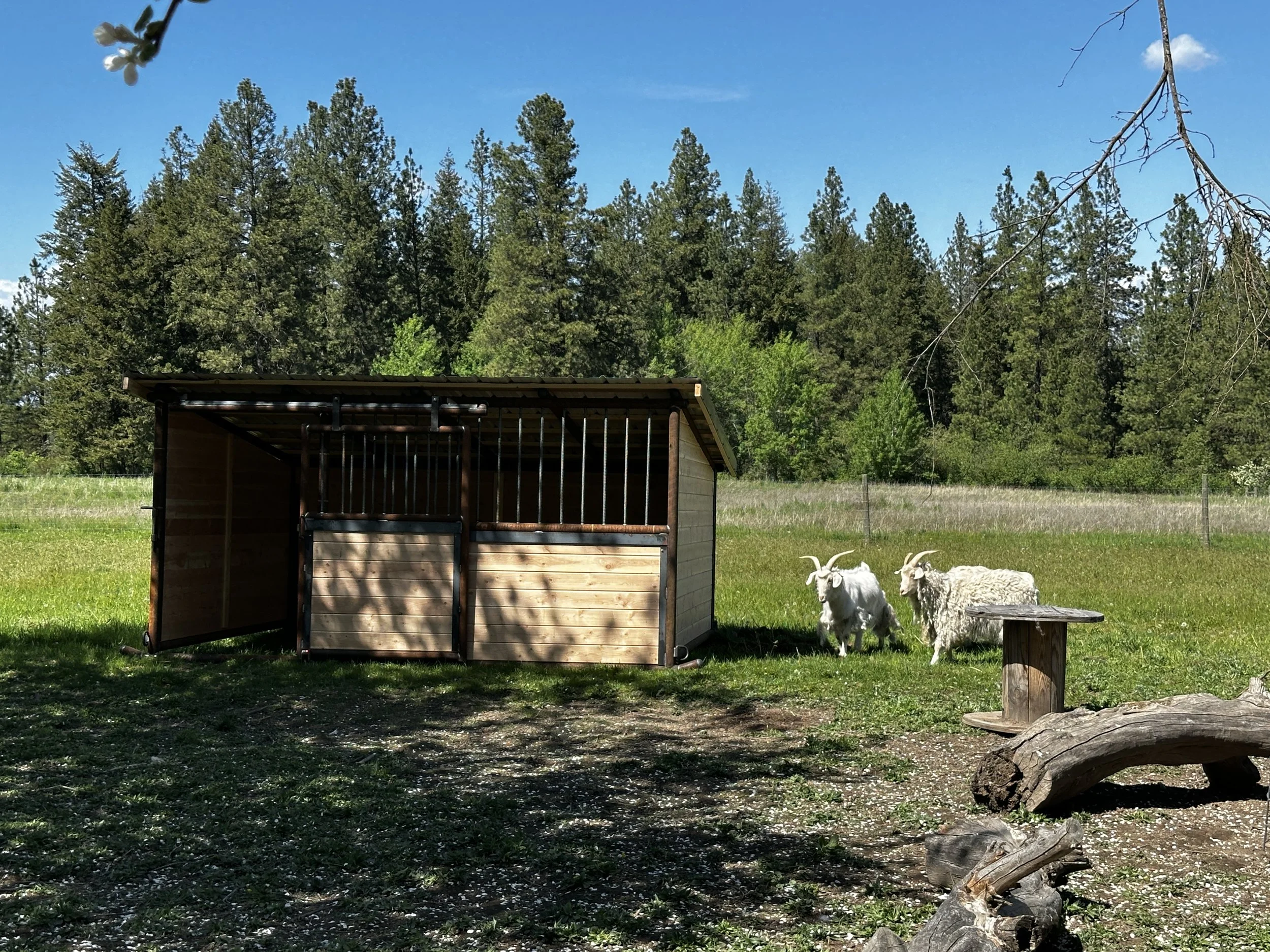 New shed for the goats!