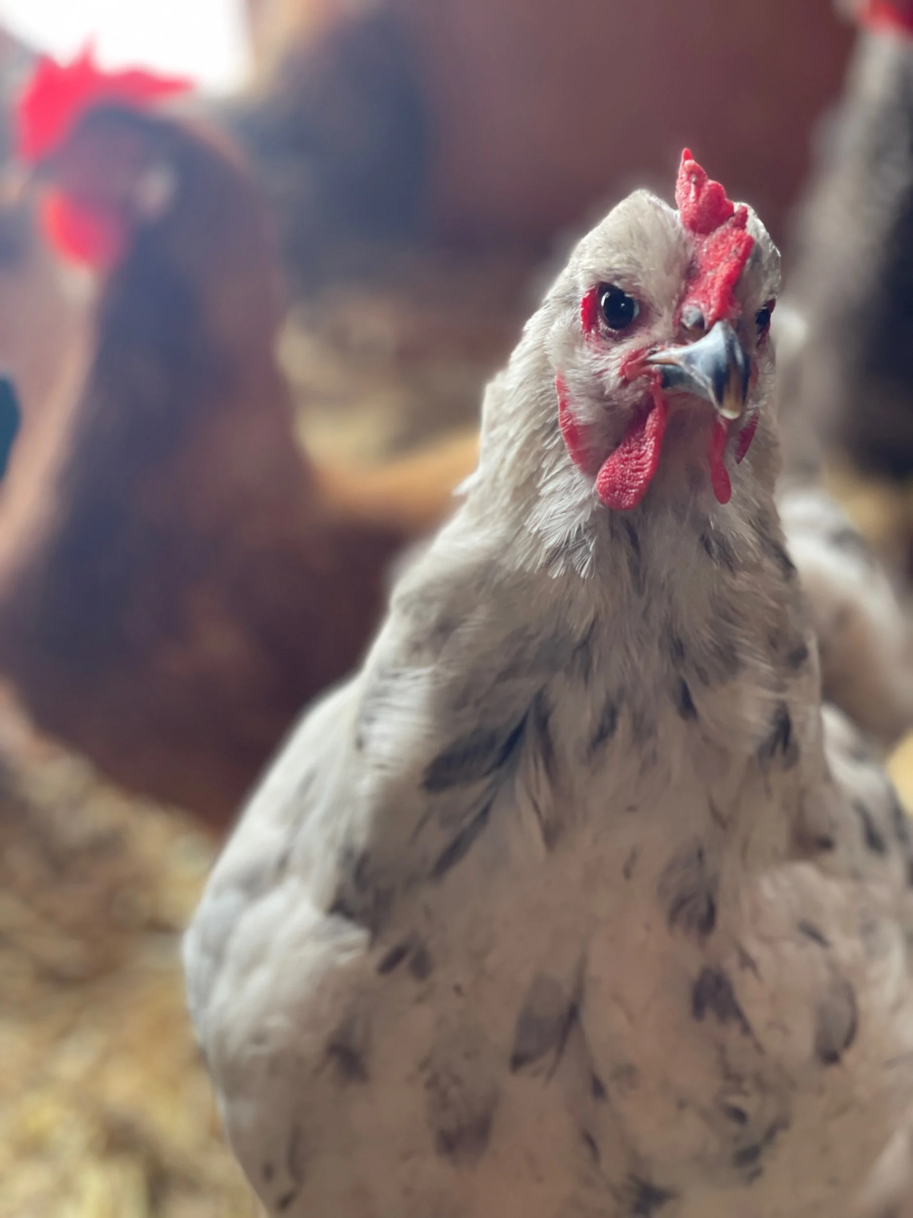 Chickens up close and personal