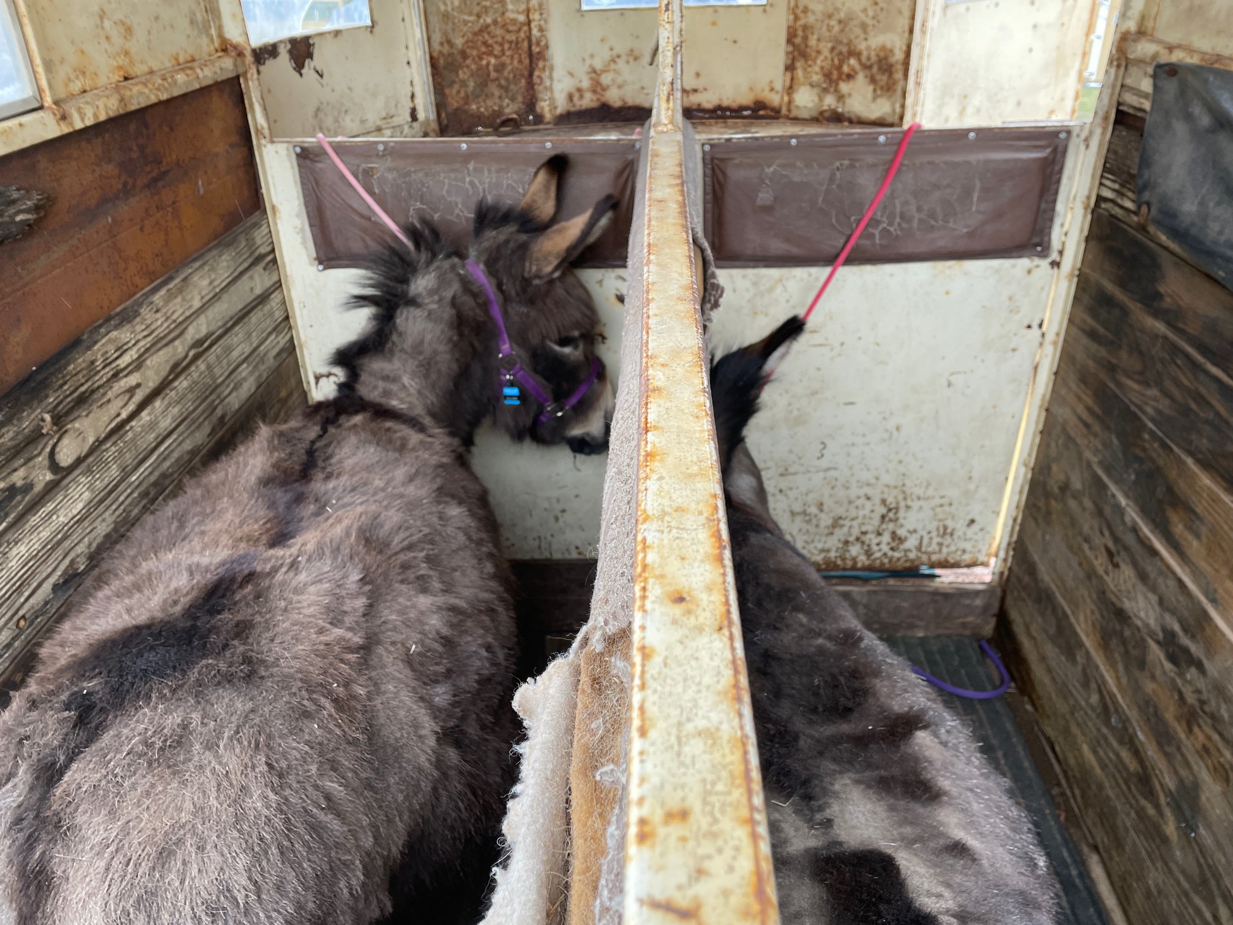 Donkeys delivered to their new home down the road
