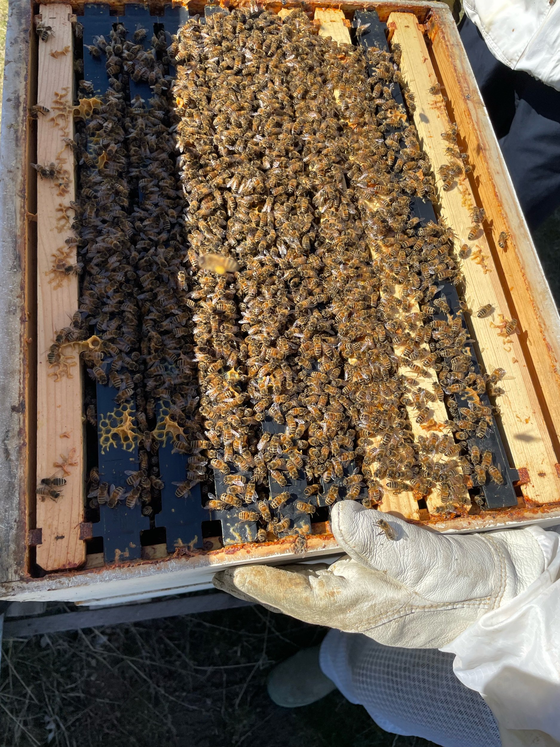 Opening up the beehives
