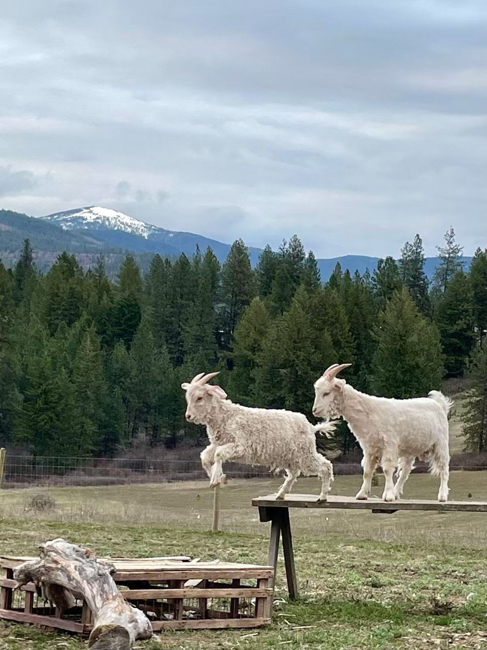 Goats get the evening zoomies