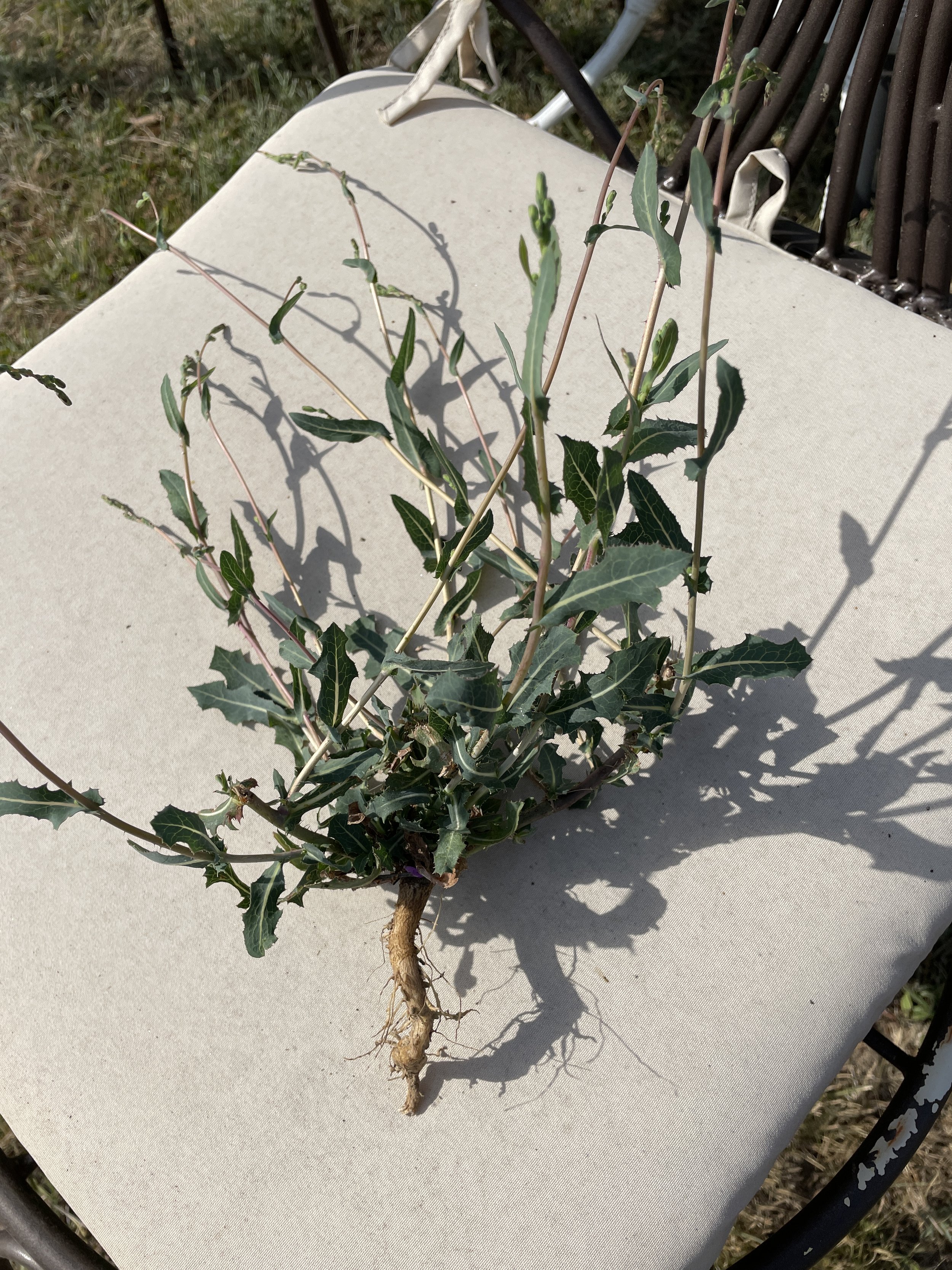 Weeds of the Year 2025