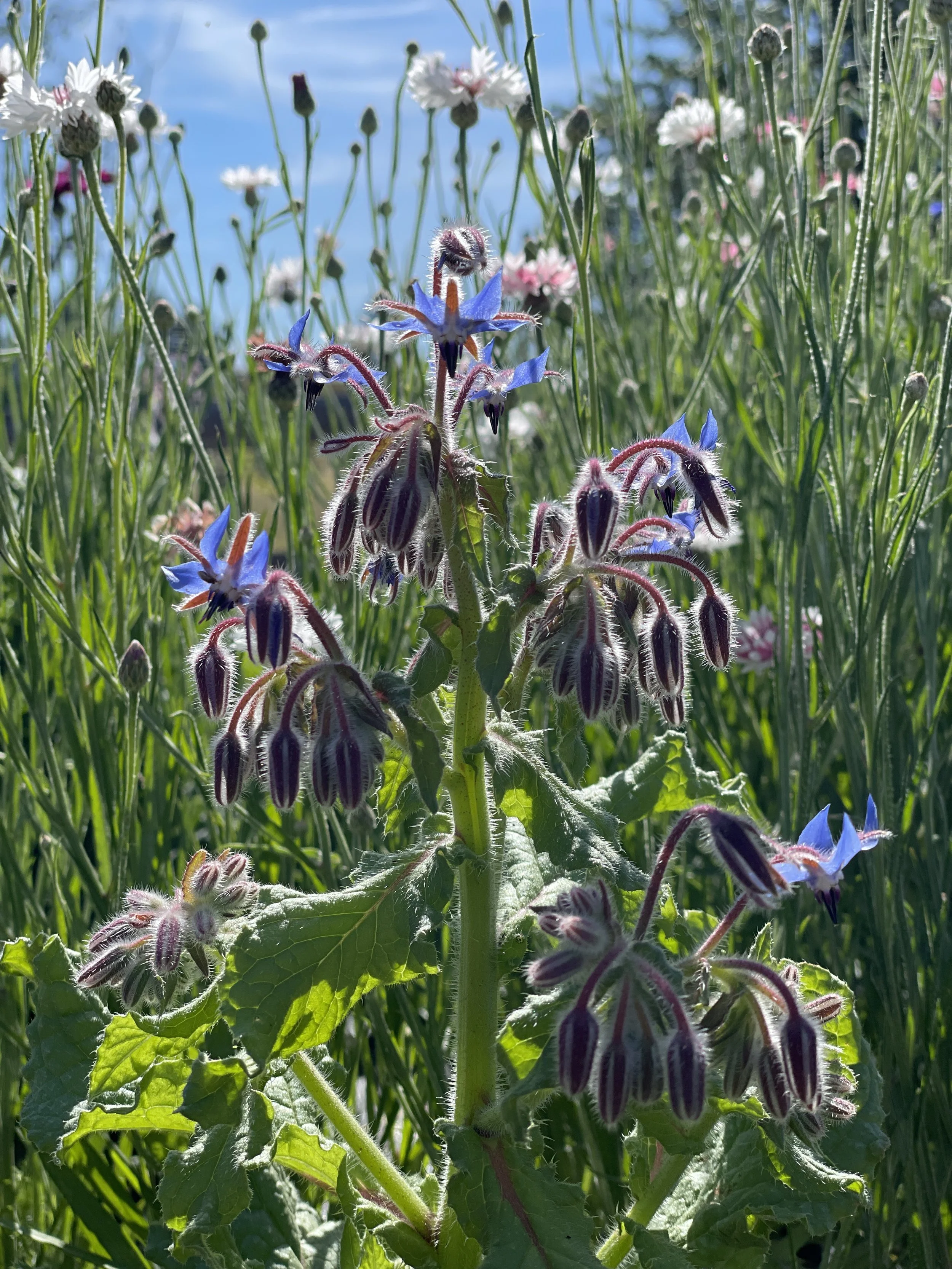 Weekend plant pics