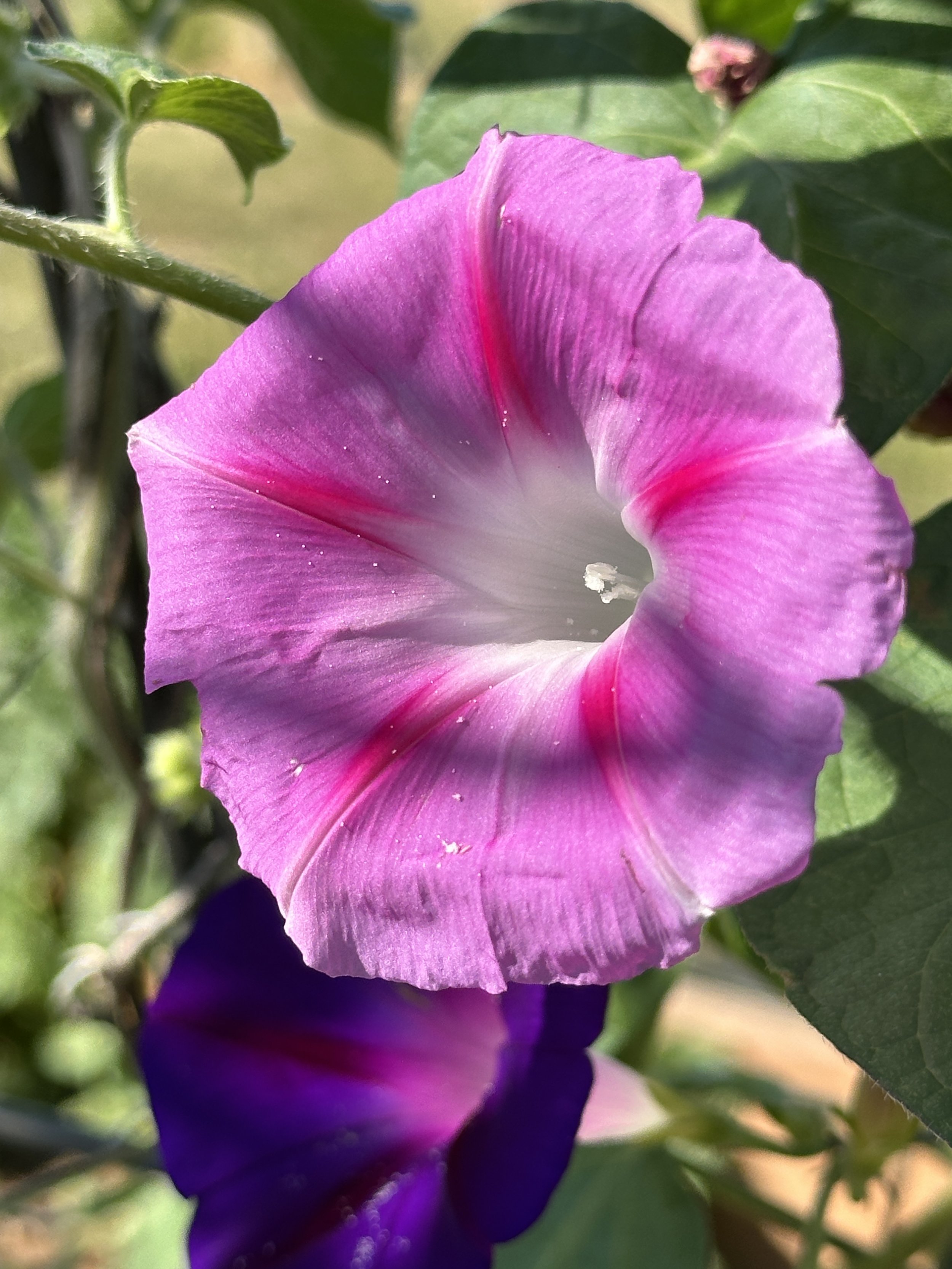 Morning glory mystery