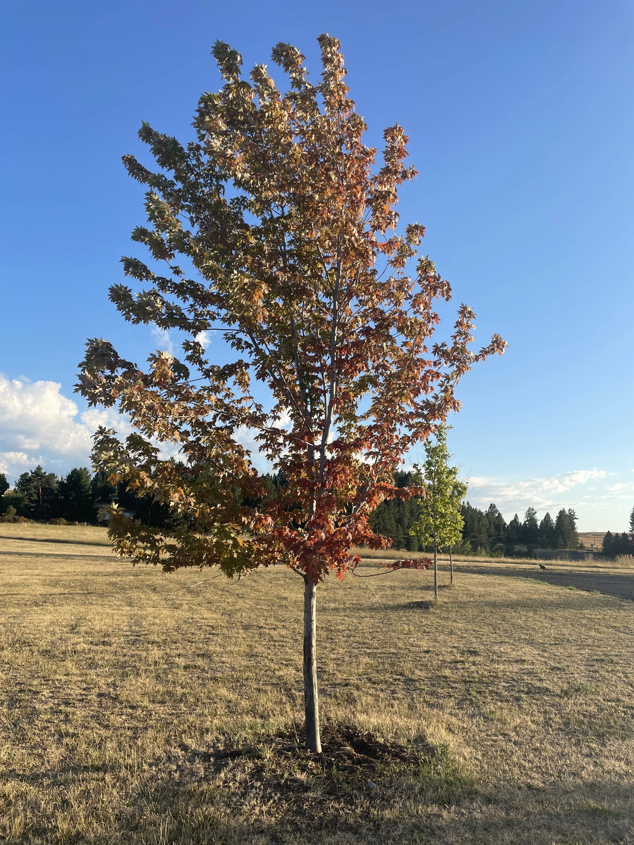 Checking in on the big(ish) trees