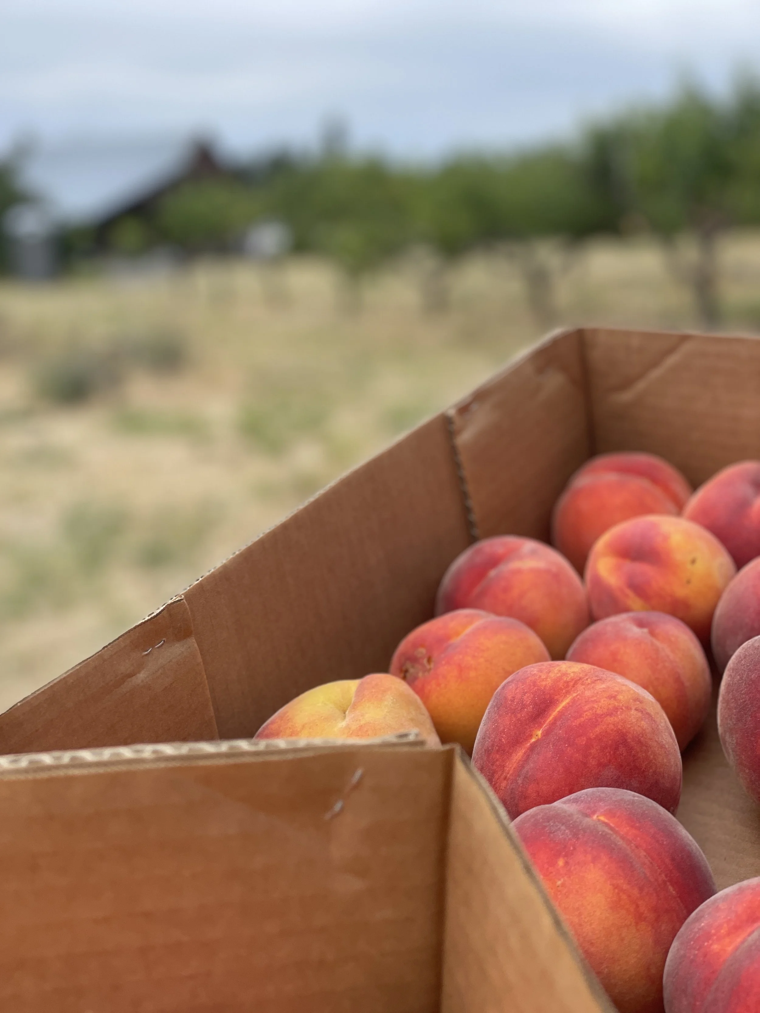 Peach picking Friday