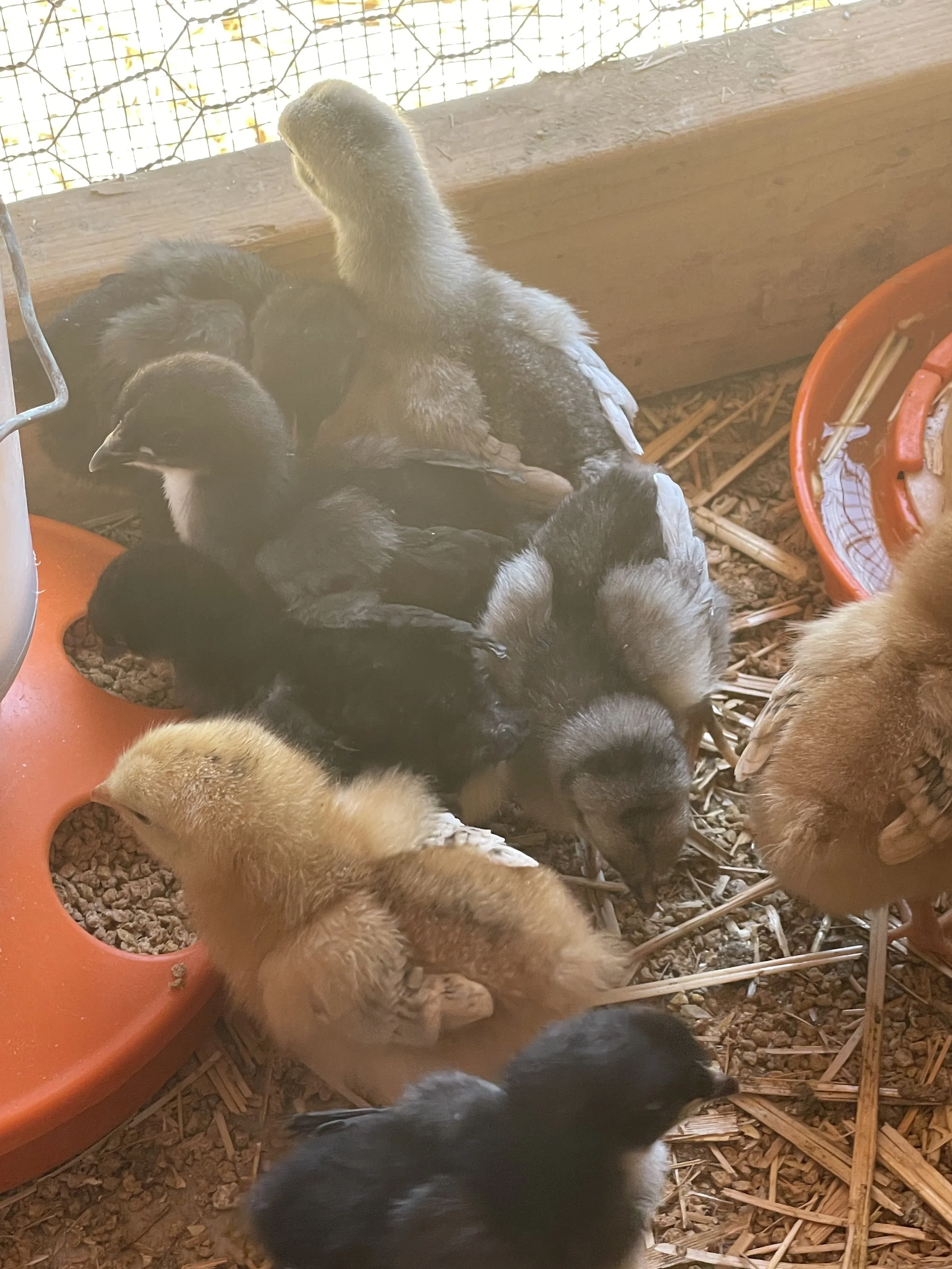 Babies settling in