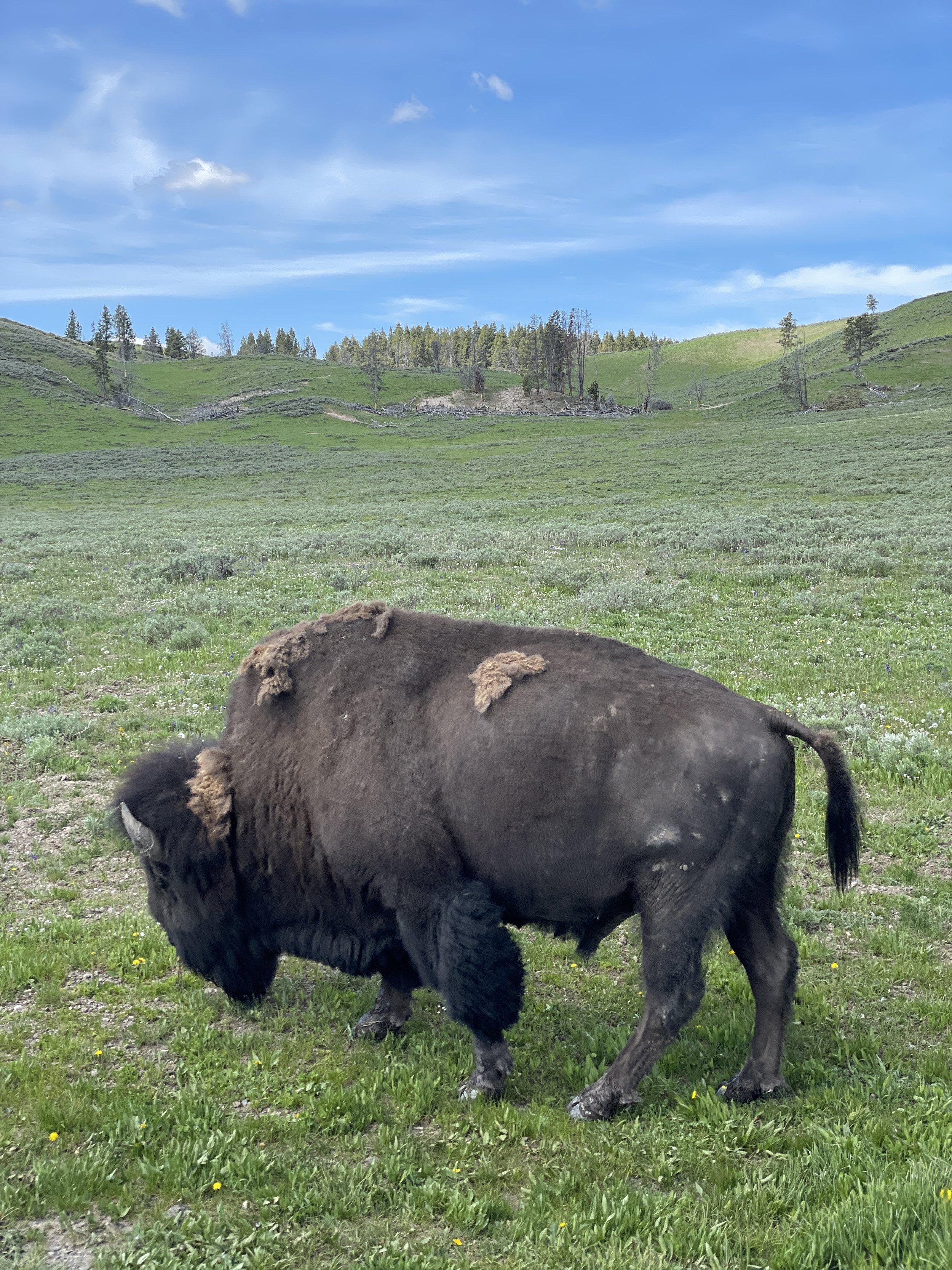 Bye bye Yellowstone!