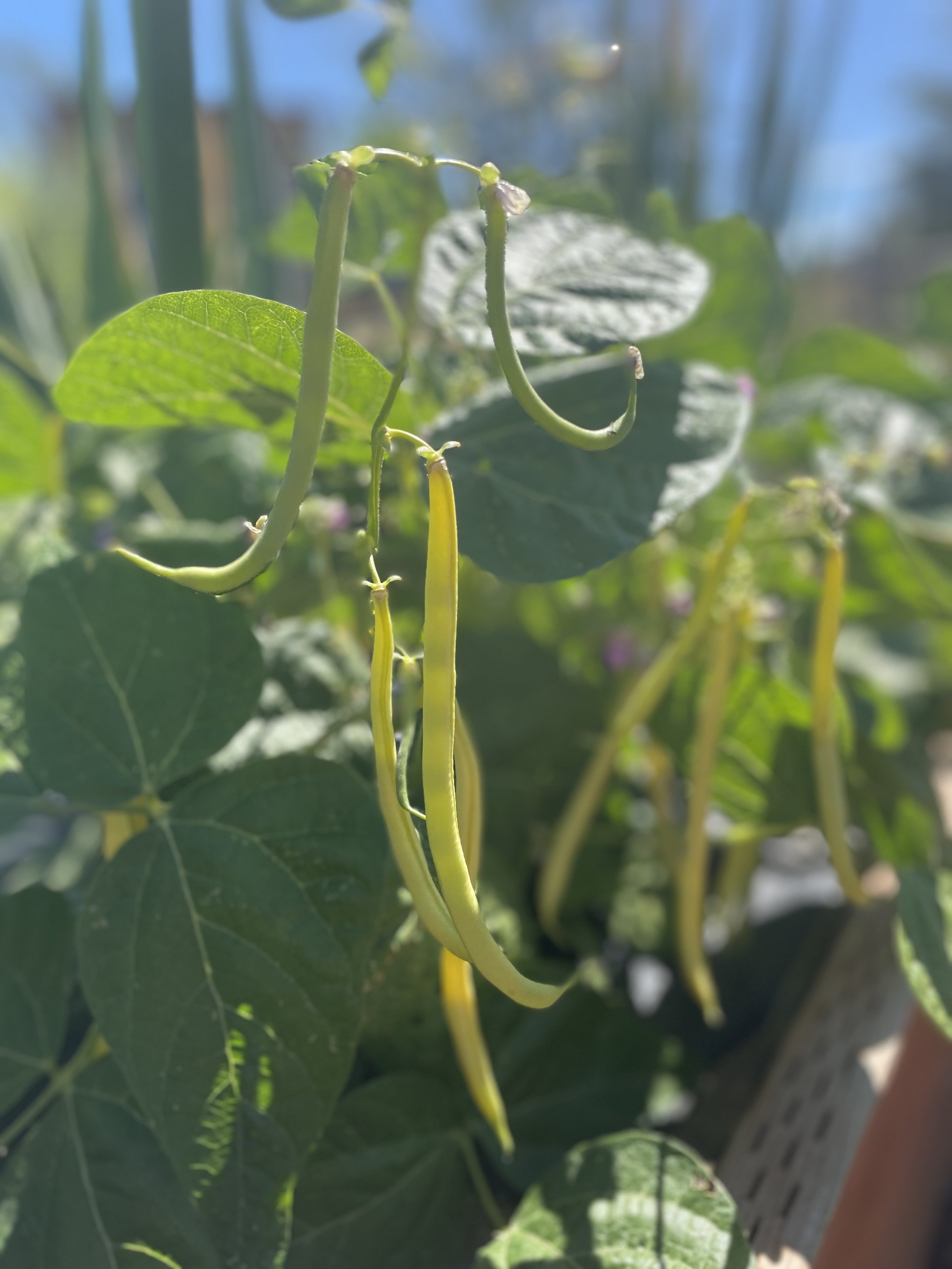 Bean time
