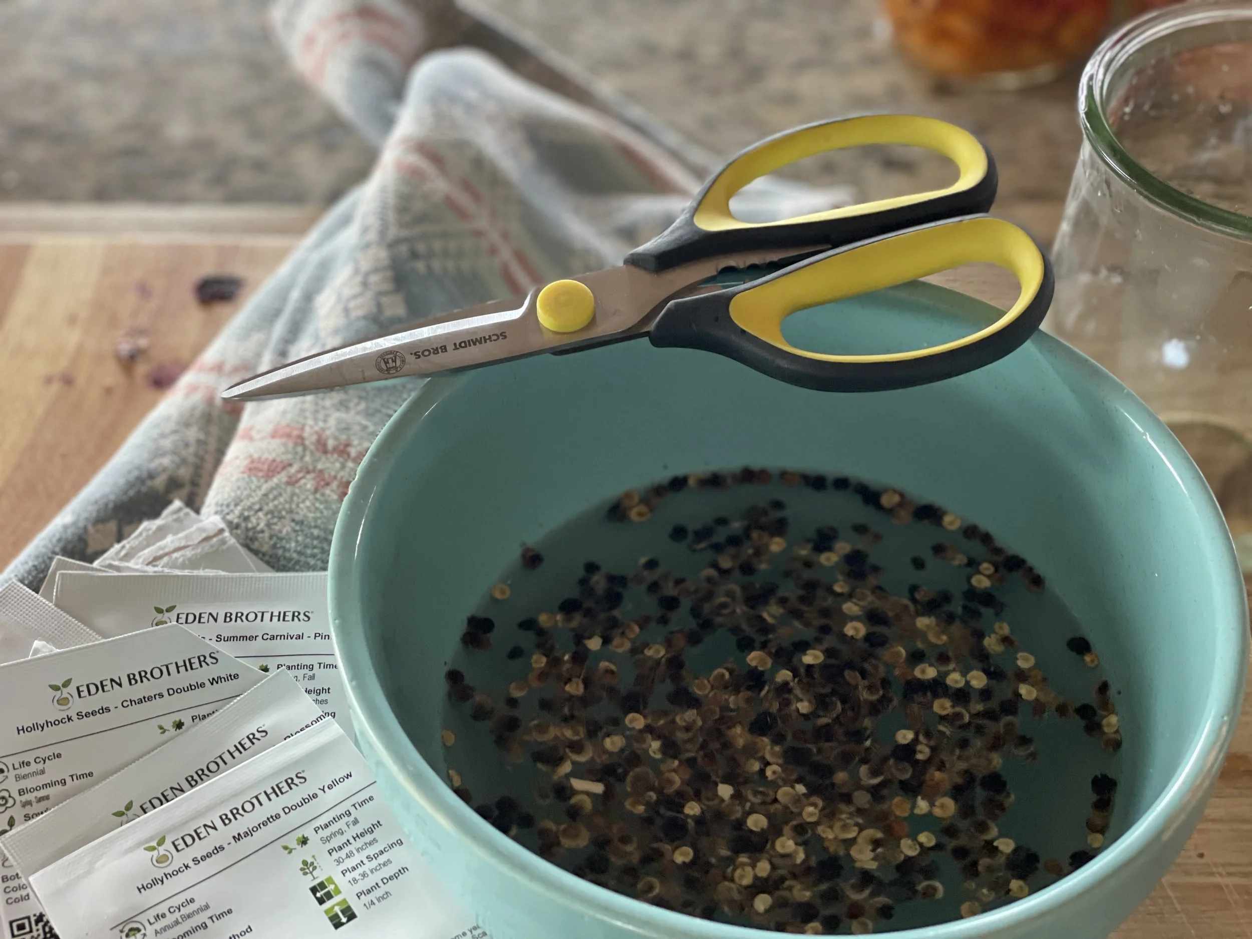 Seeding hollyhocks for next year