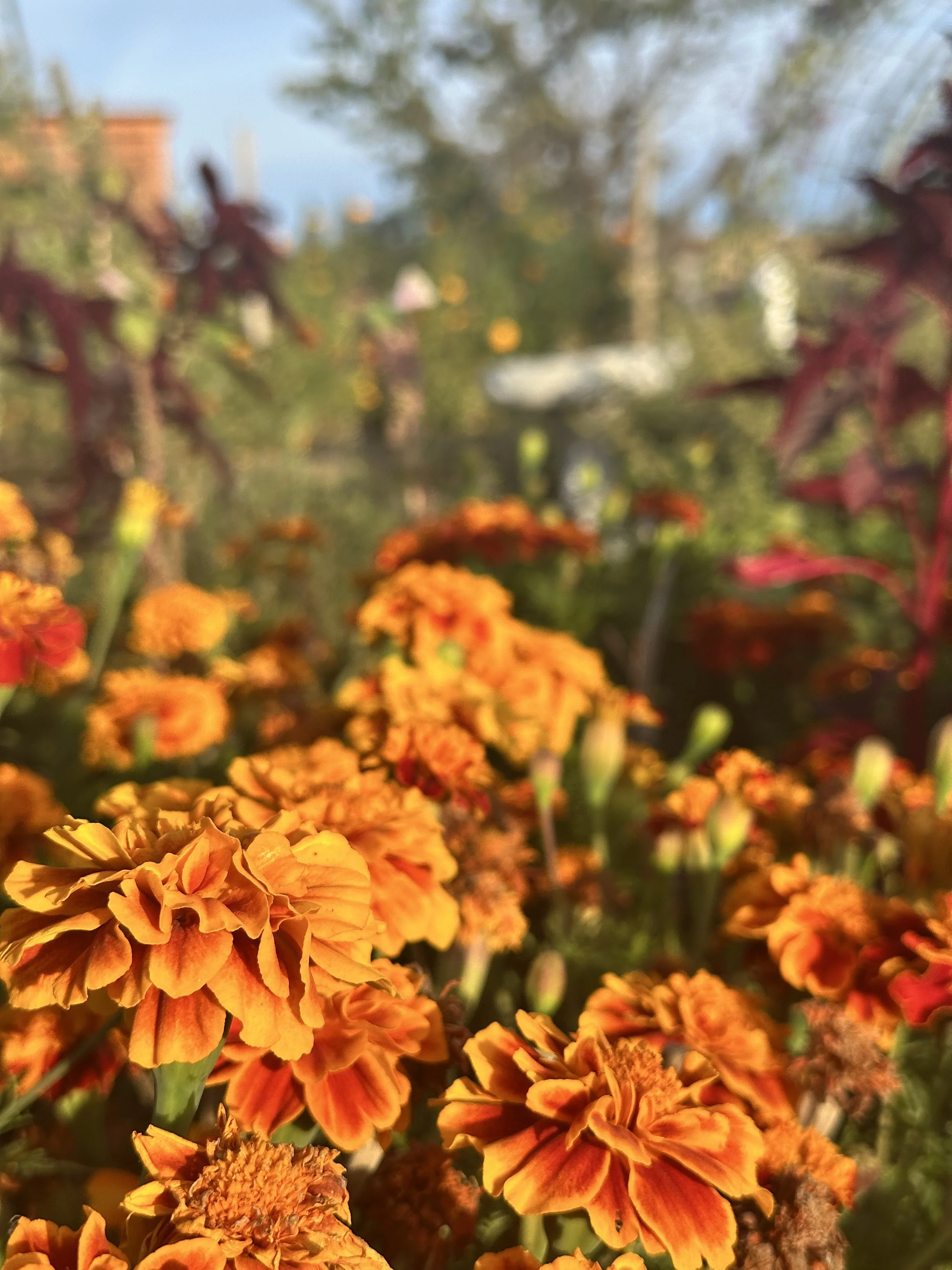 Fall garden still a sight