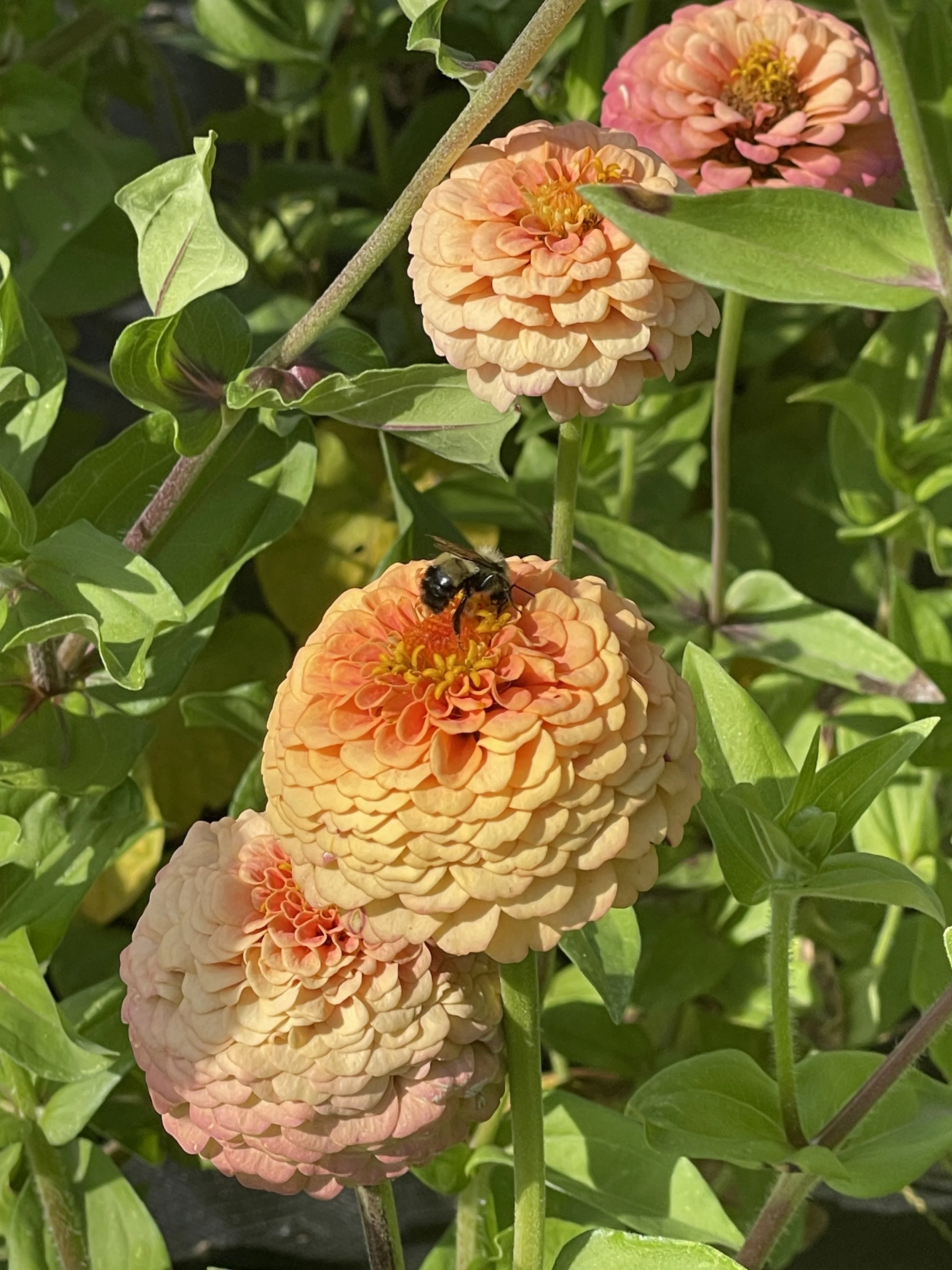 Zinnia true love
