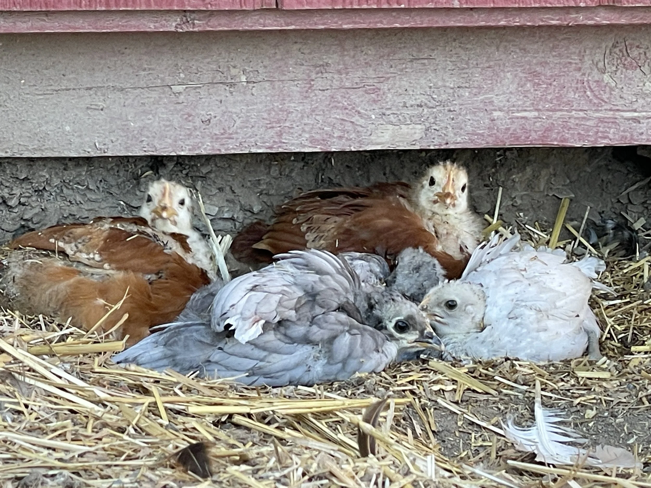 Chicks’ new afternoon hangouts
