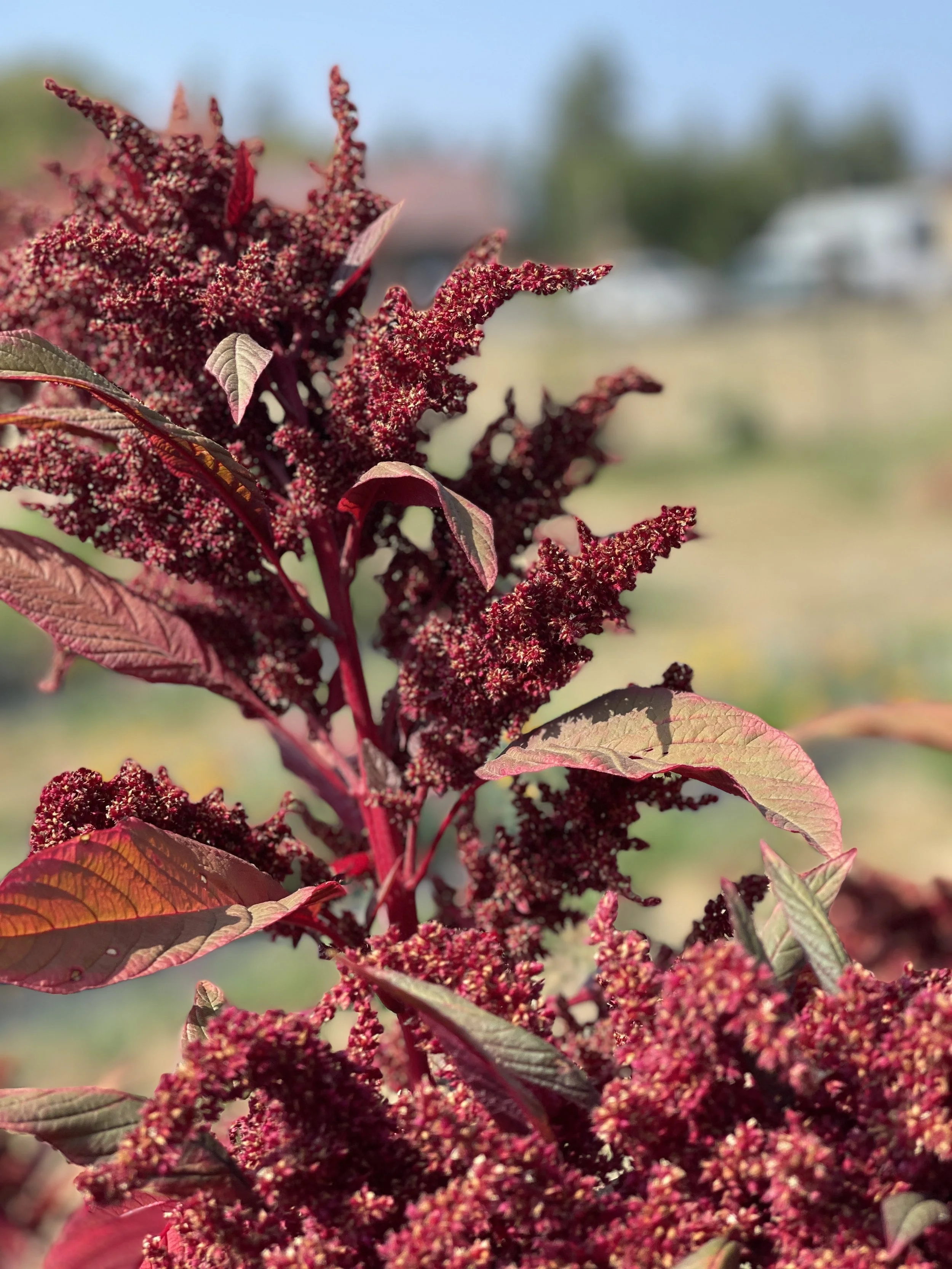 Montana’s amaranth