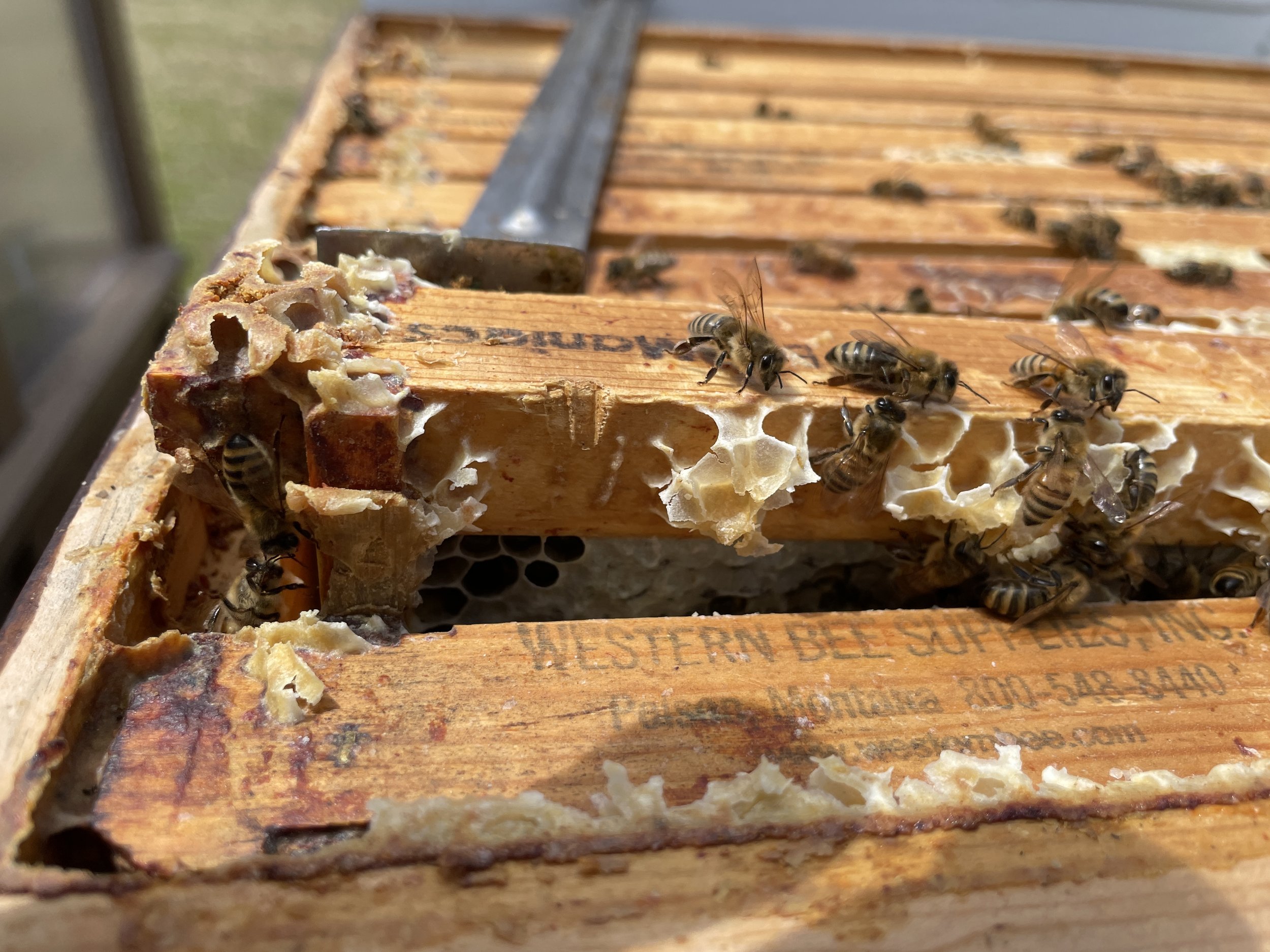 Midsummer Hive Check