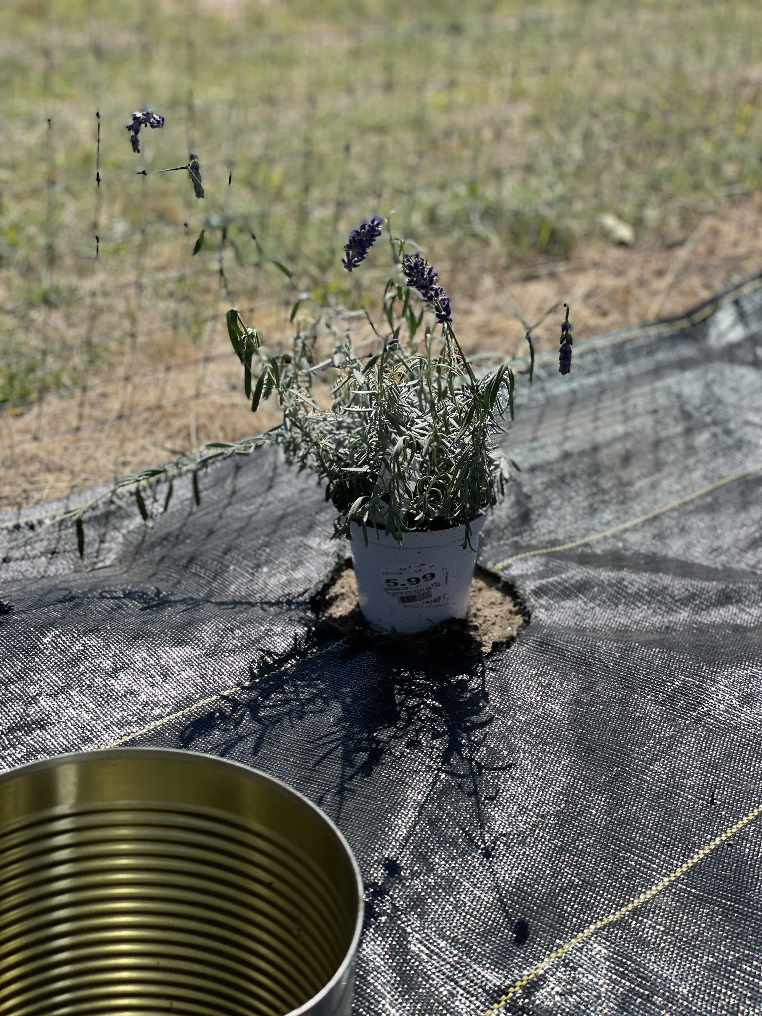 Planting our own little Ode to Lavender
