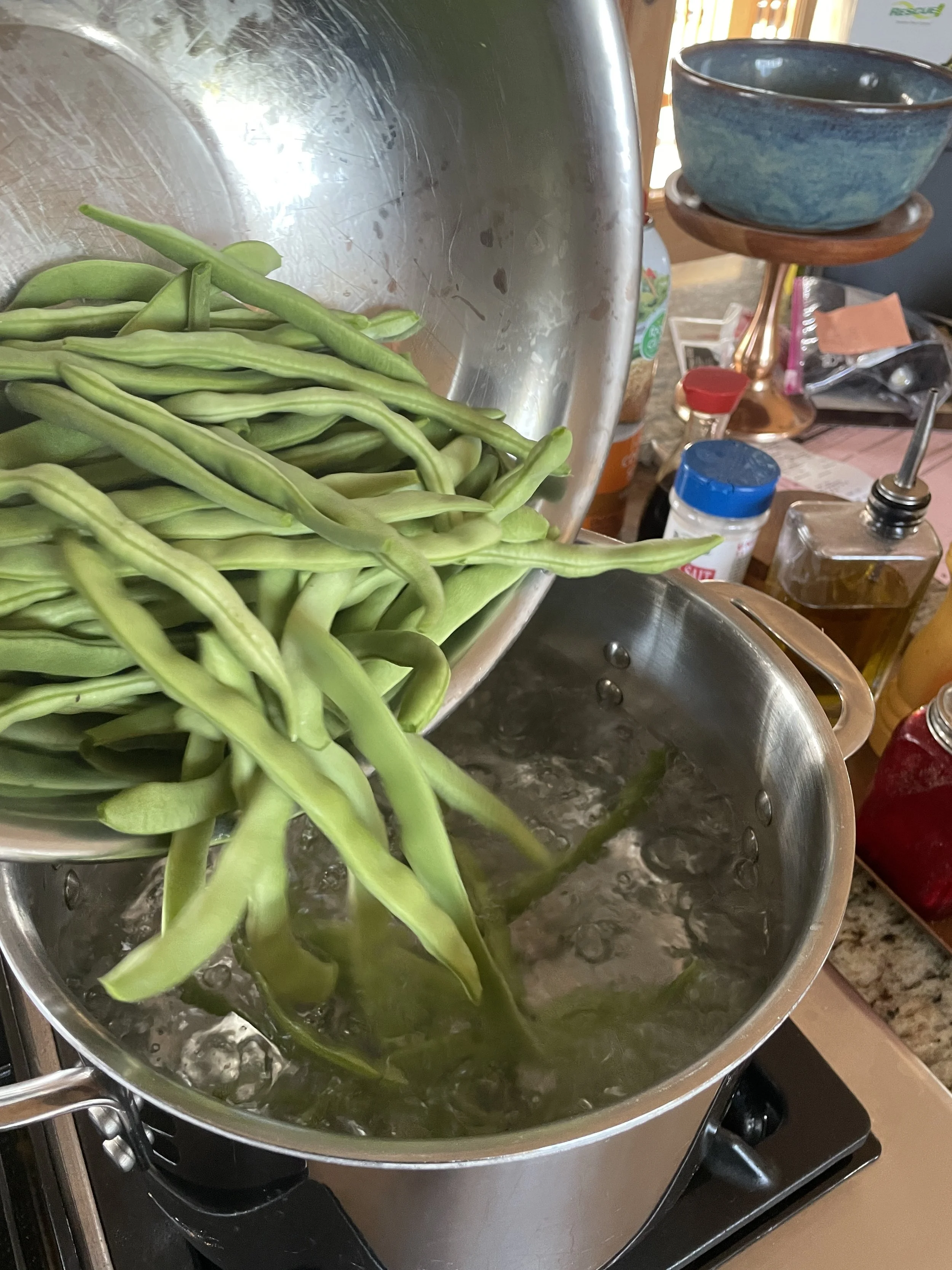 Green bean harvest