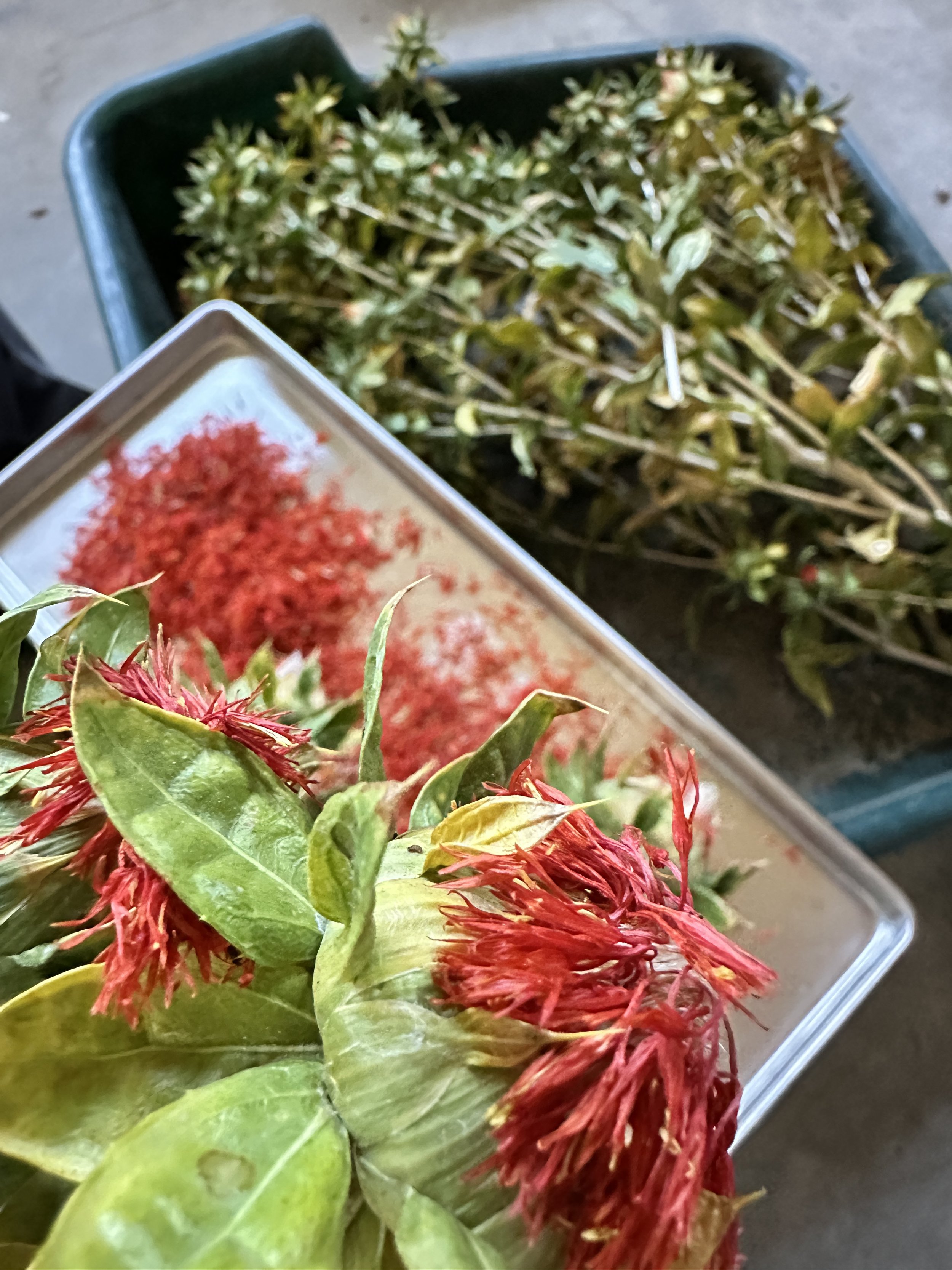 Safflower harvest