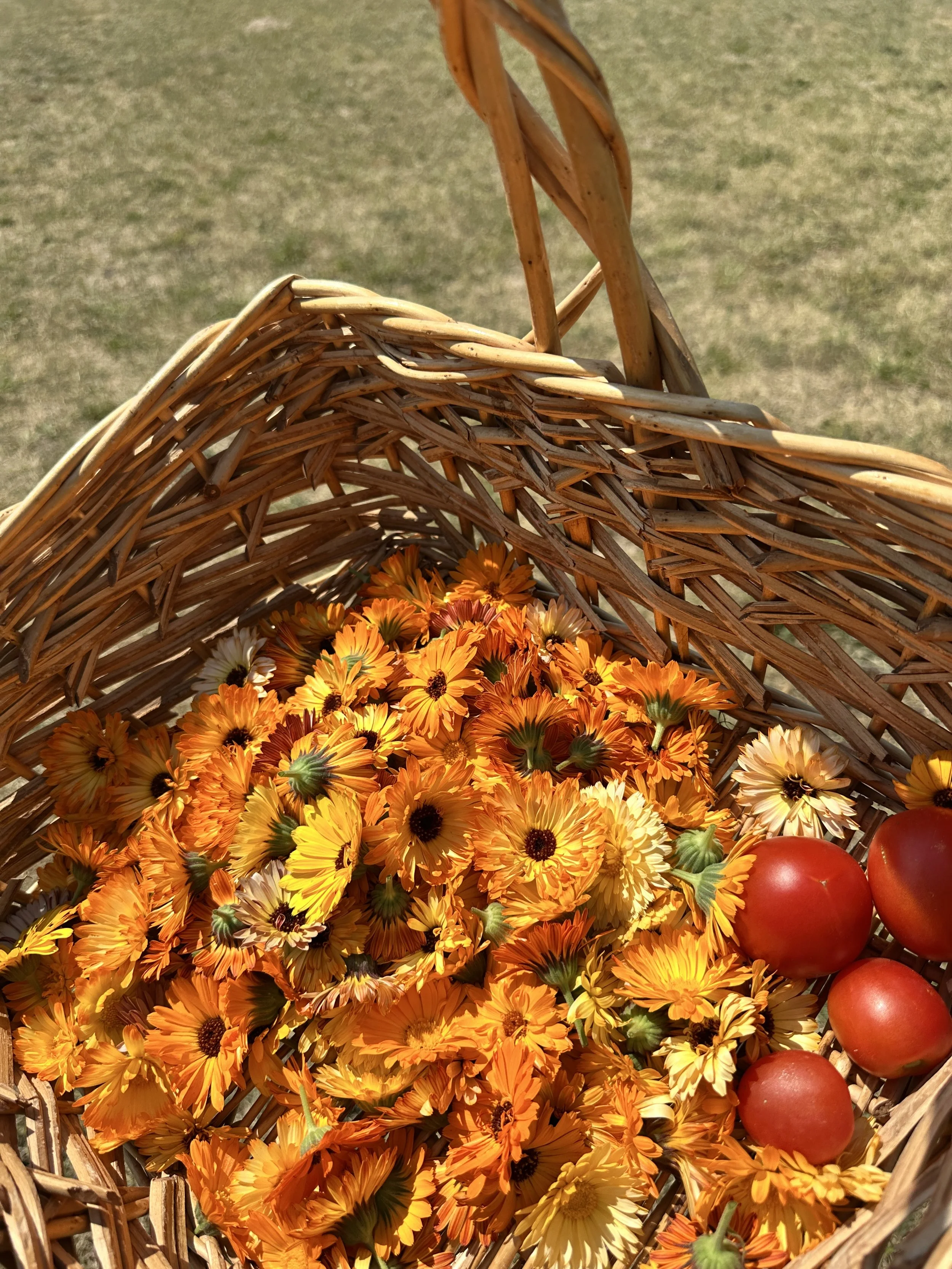 Calendula education