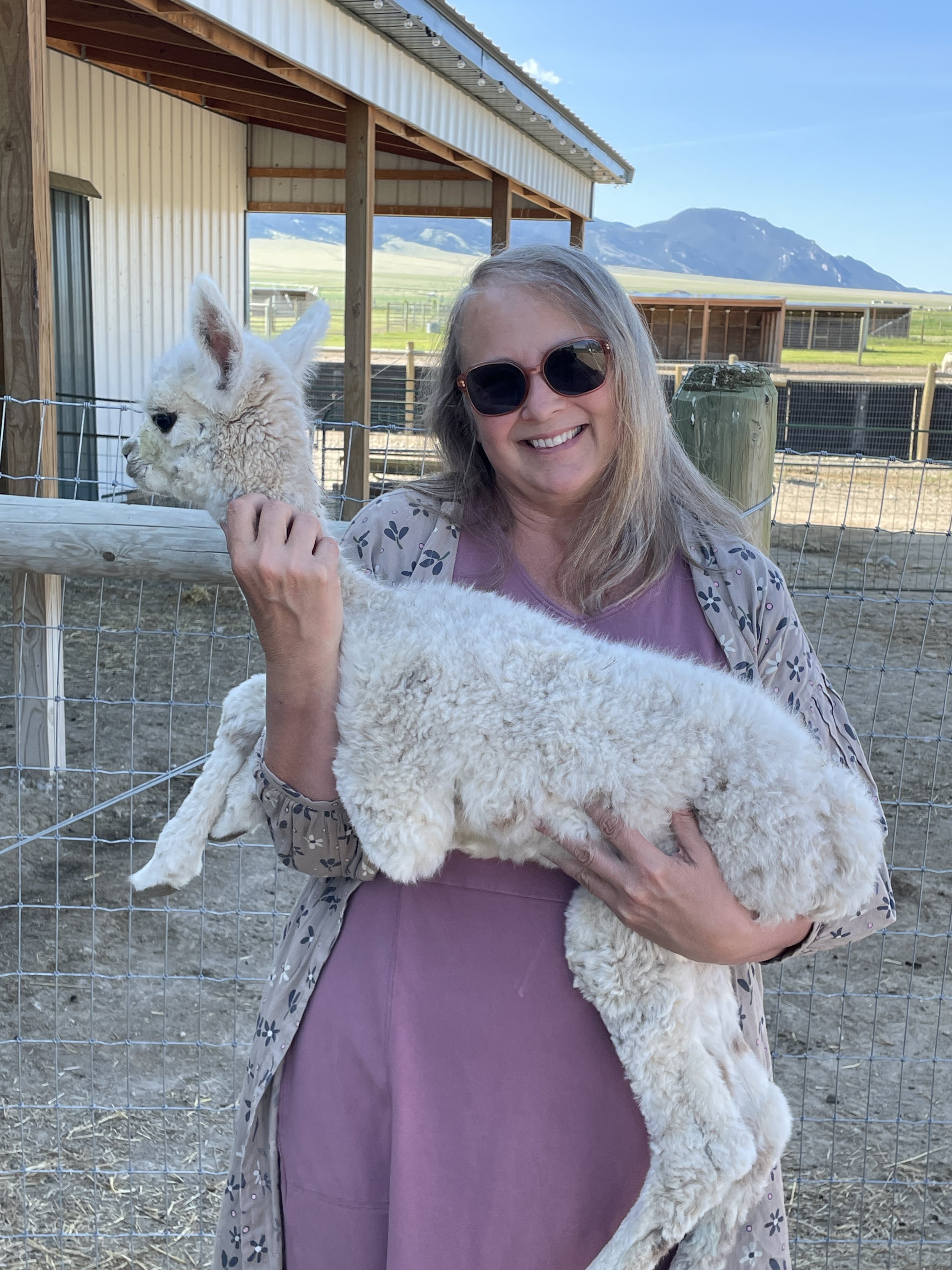 Touring the alpaca farm