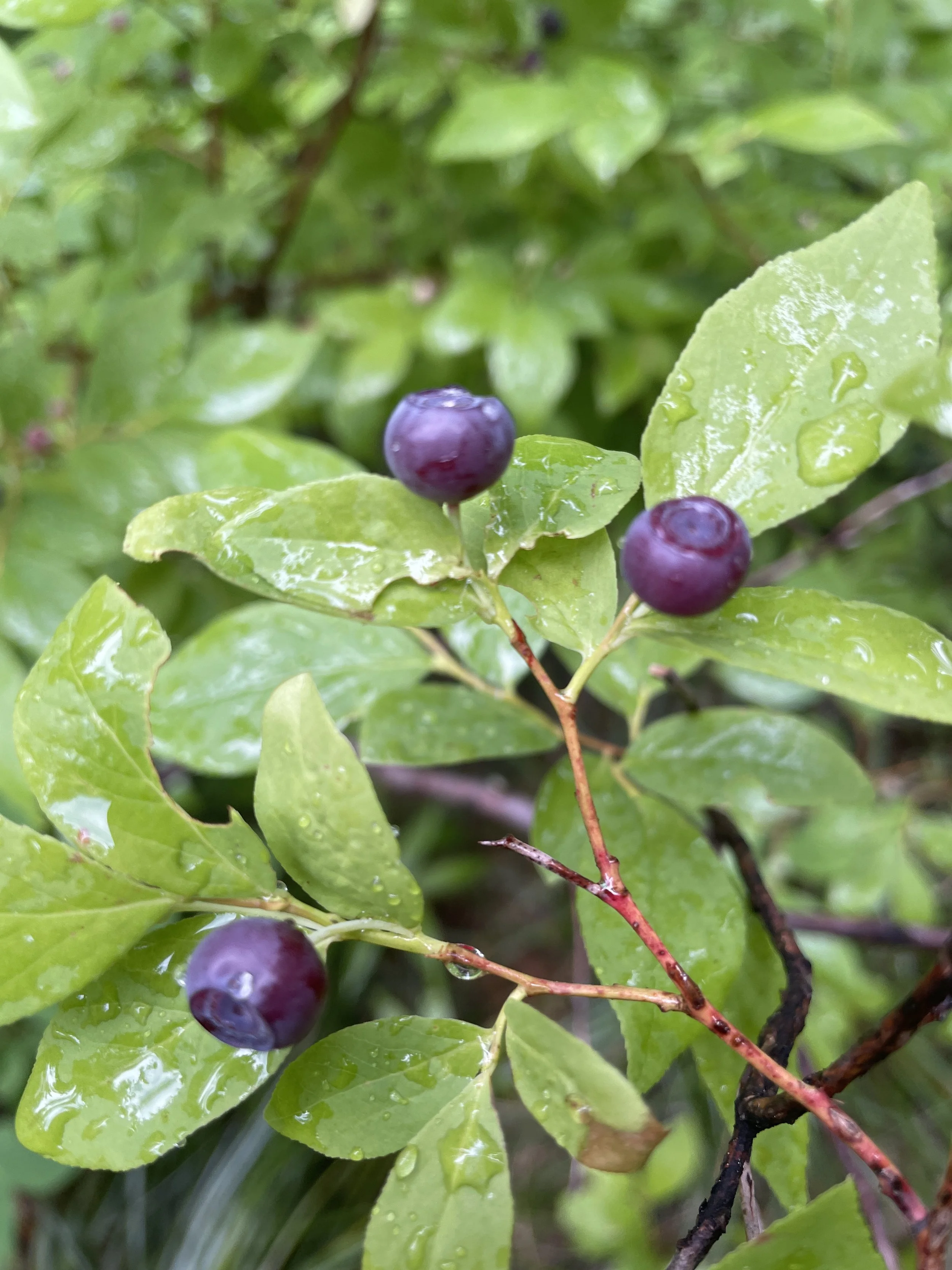 Huckleberry picking