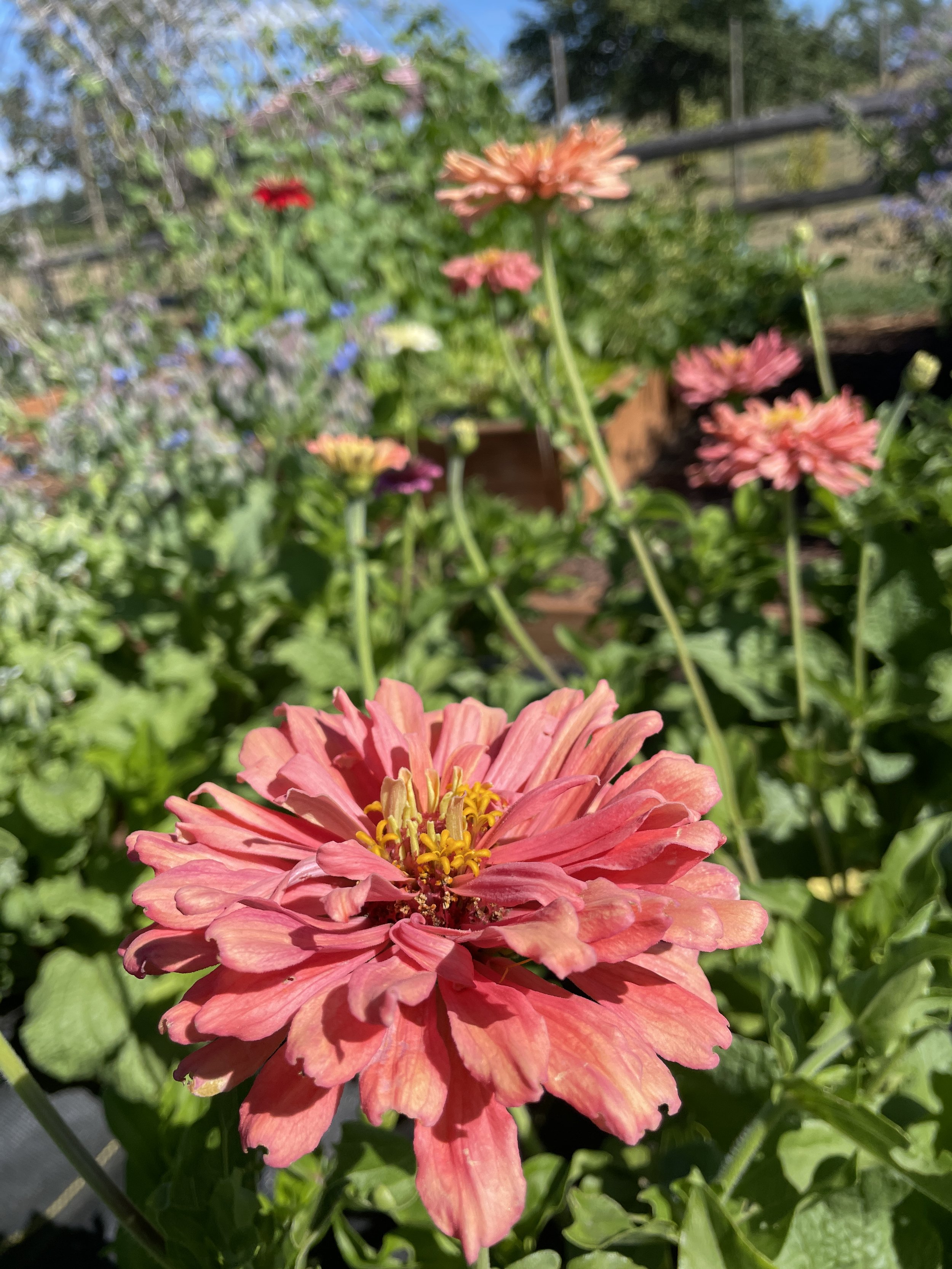 Zinnia update