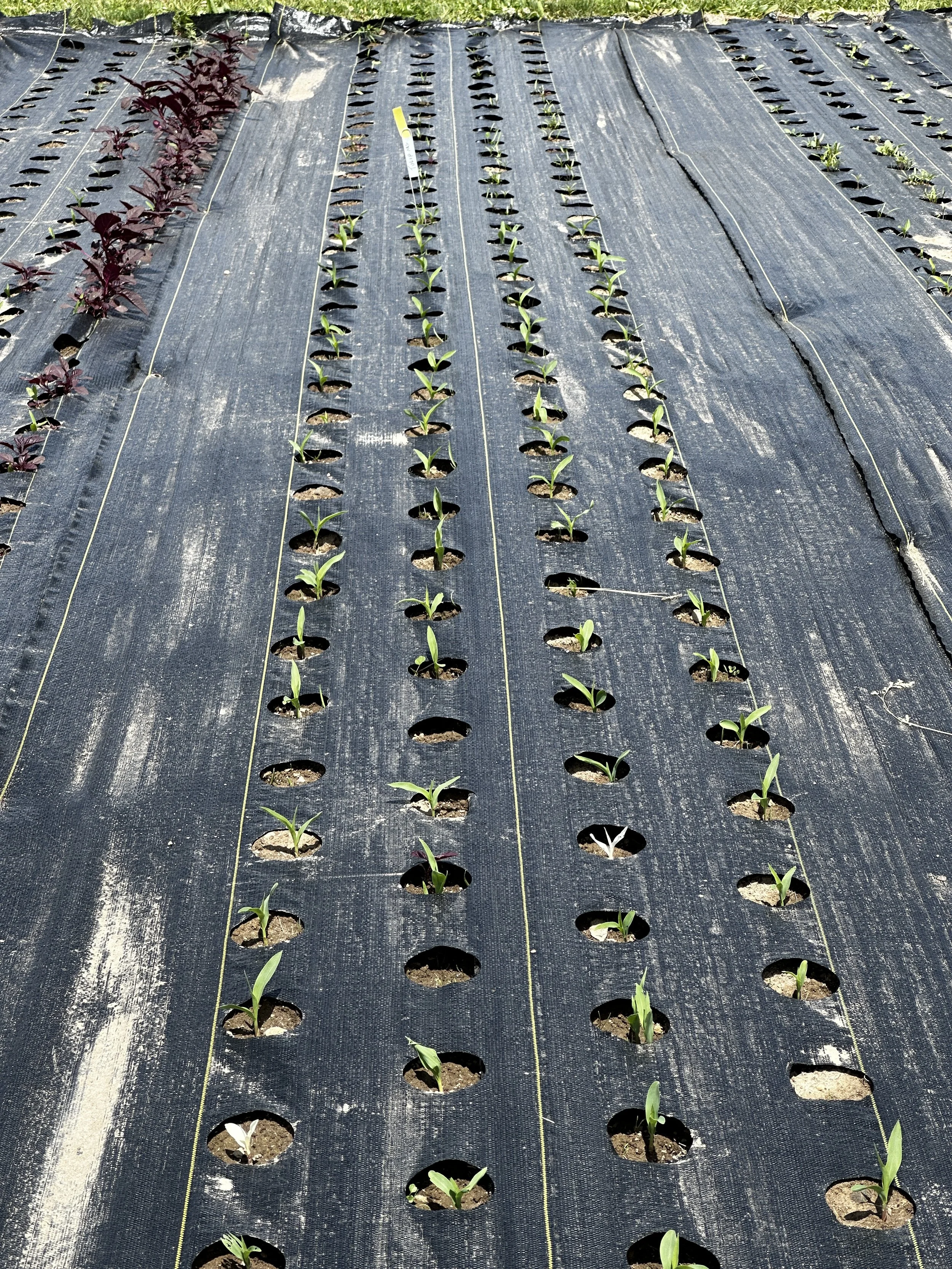 Seedlings starting to emerge