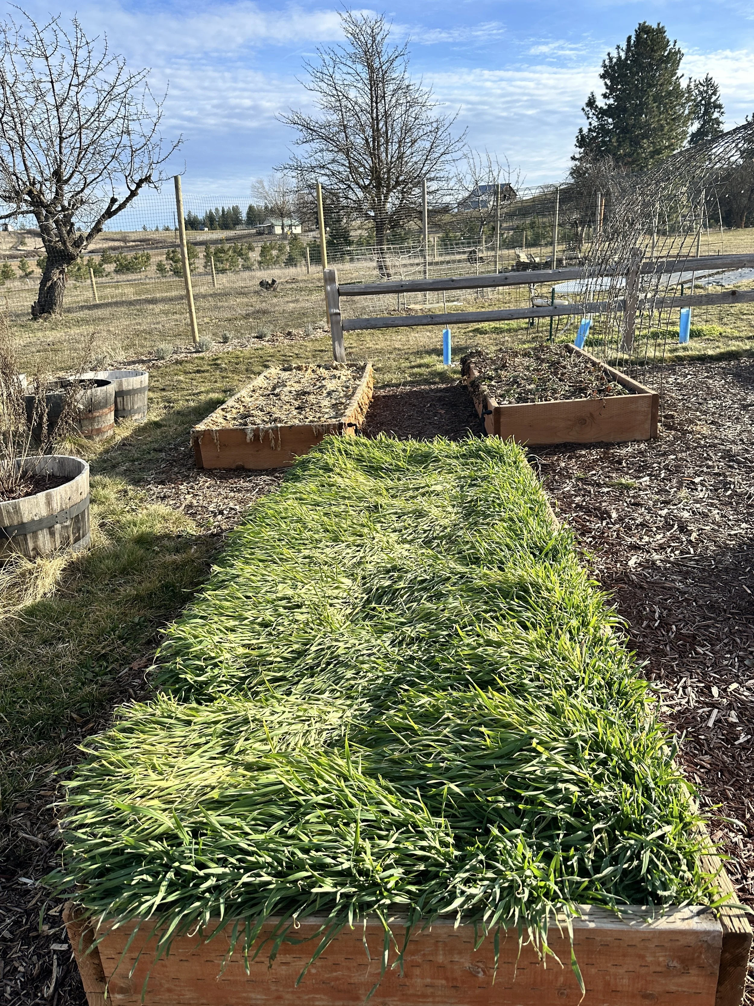 Checking in on the garden