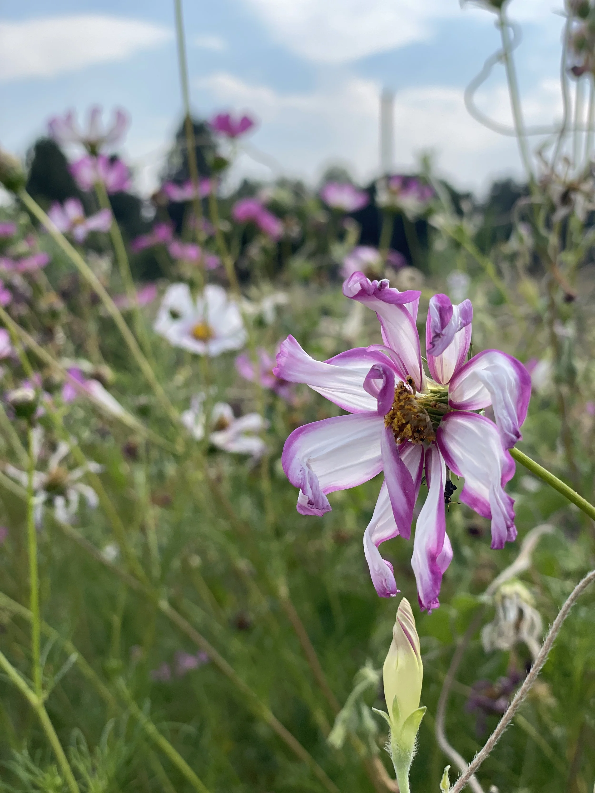 Spotlight on the cosmos