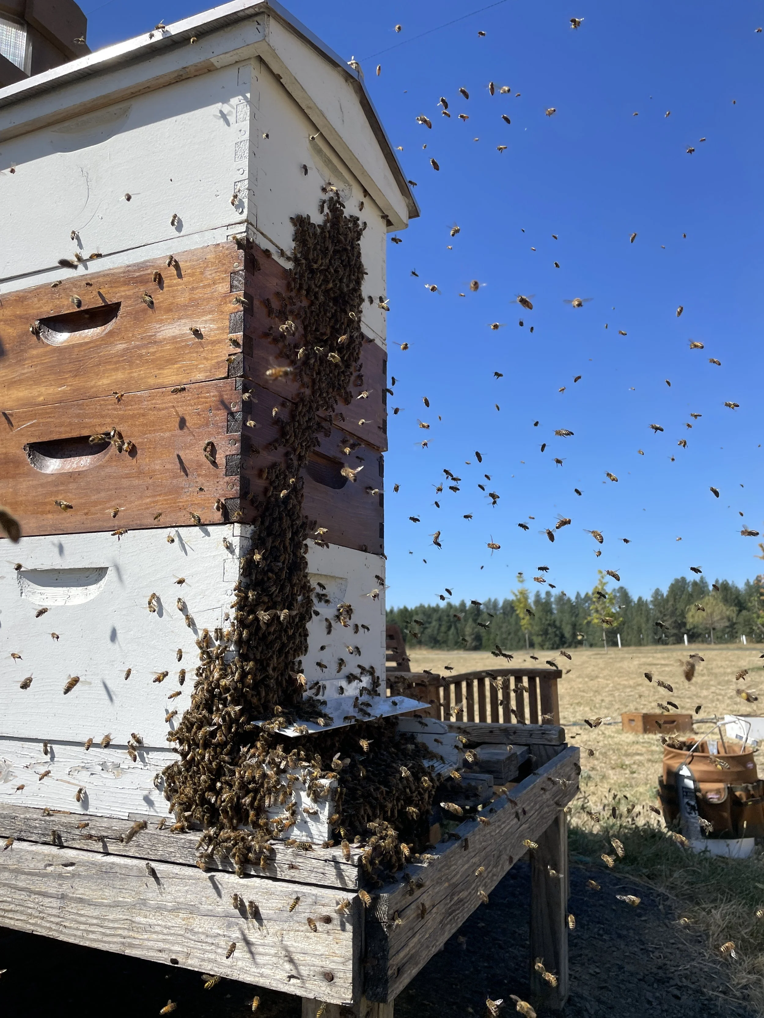 Down to one (crazy tough) hive