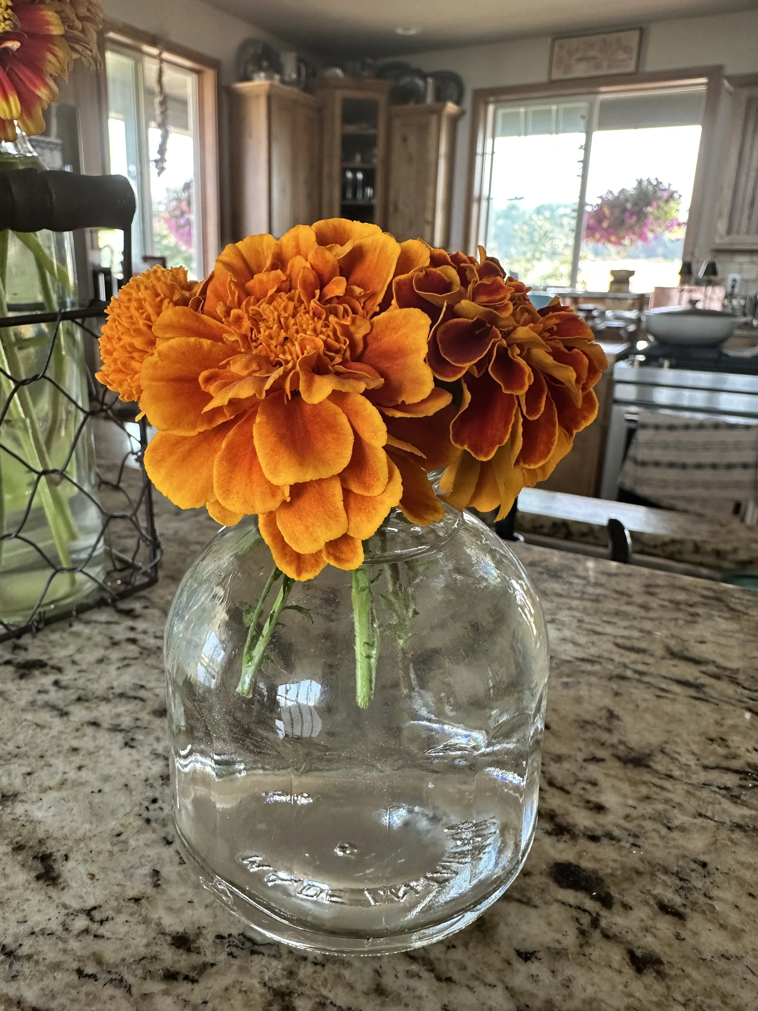 Marigold identification 