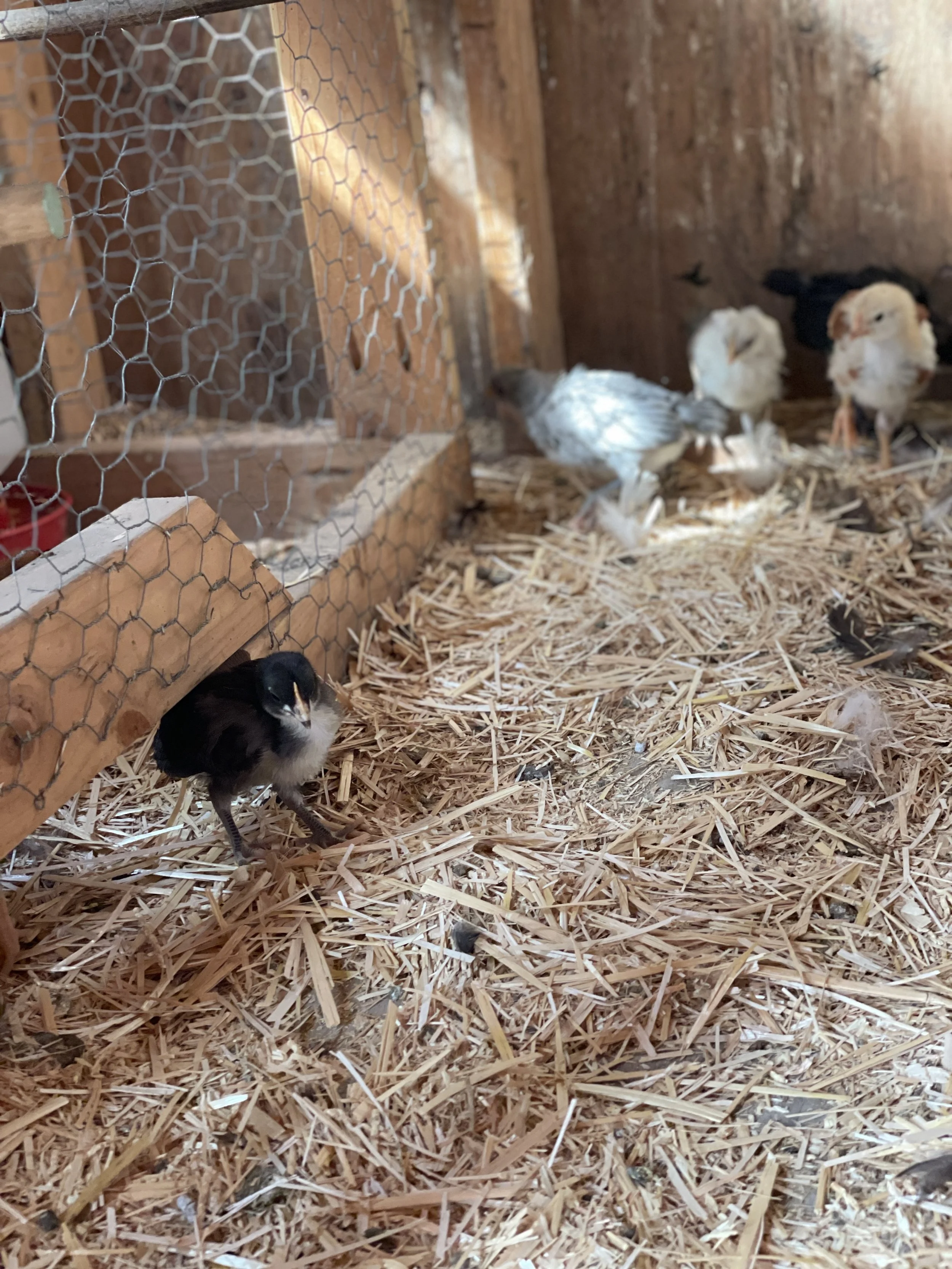 The birdies are released