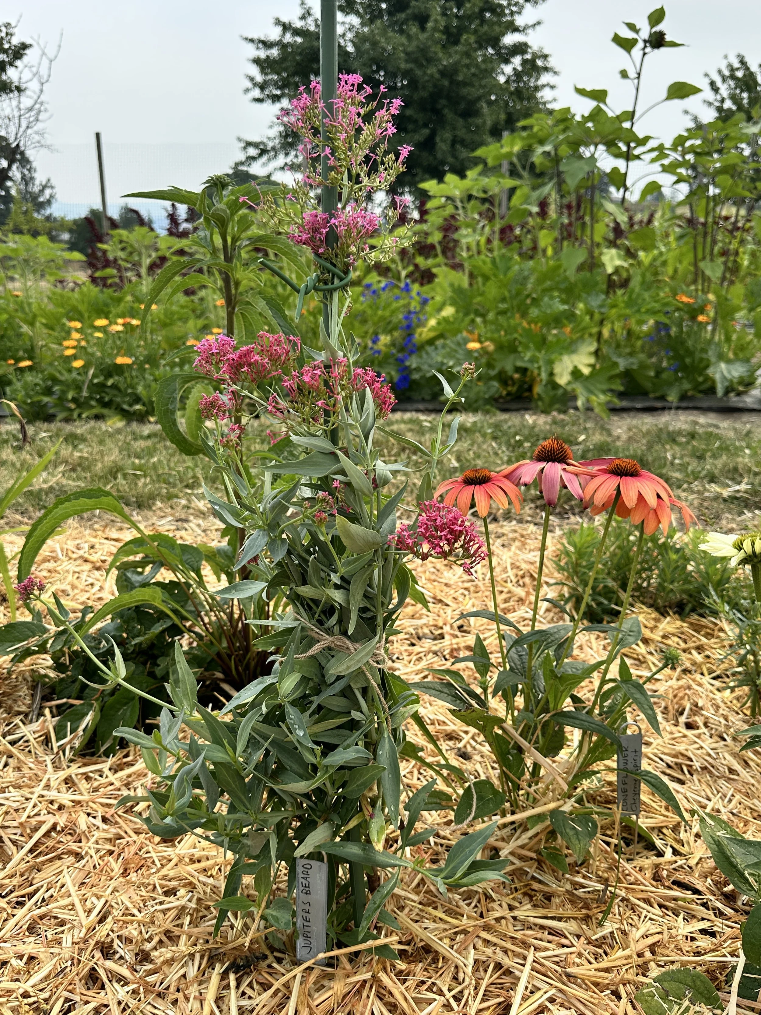 Tour of my “Water Wise” native perennial bed