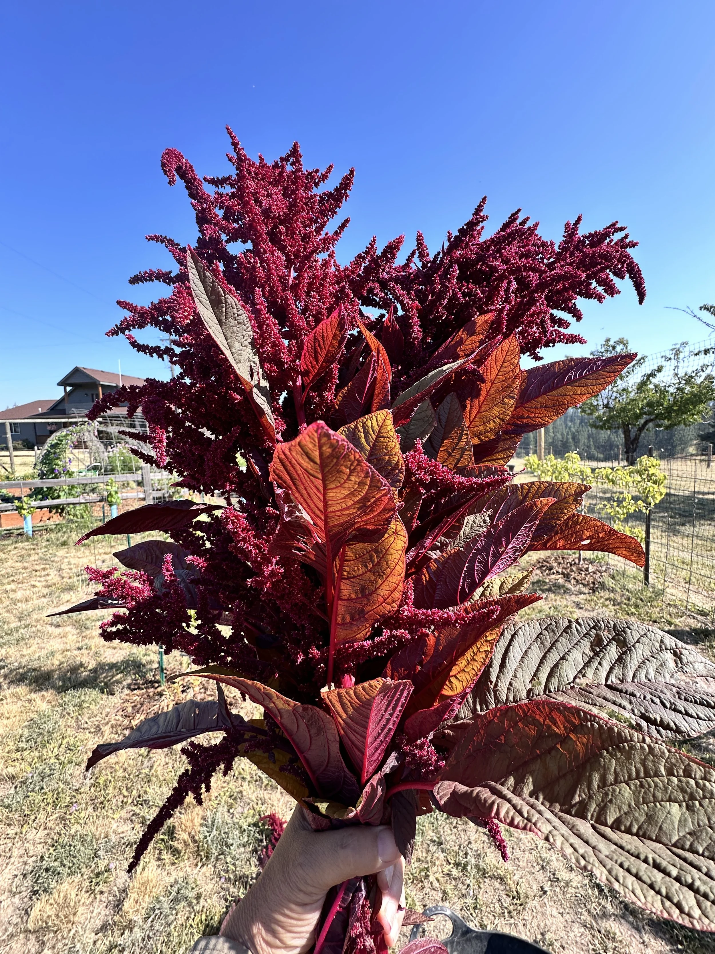 Mini aramanth harvest