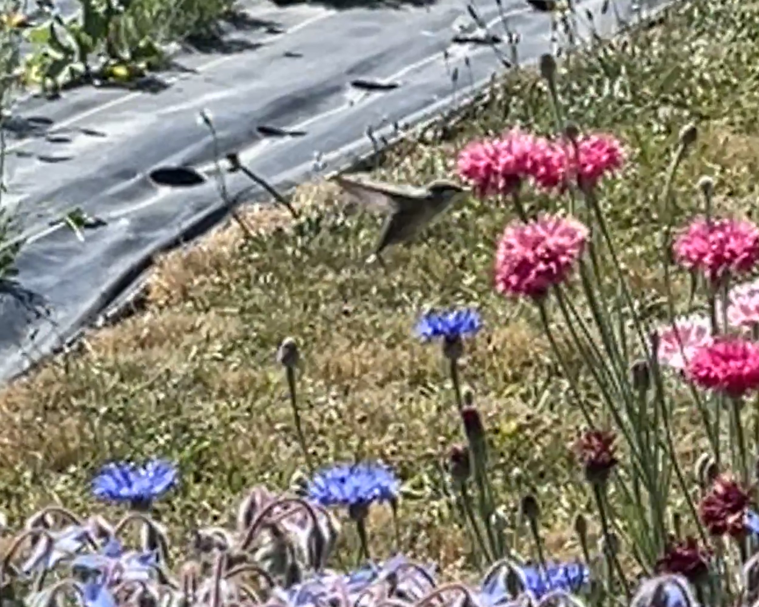 Caught two hummingbirds in action!