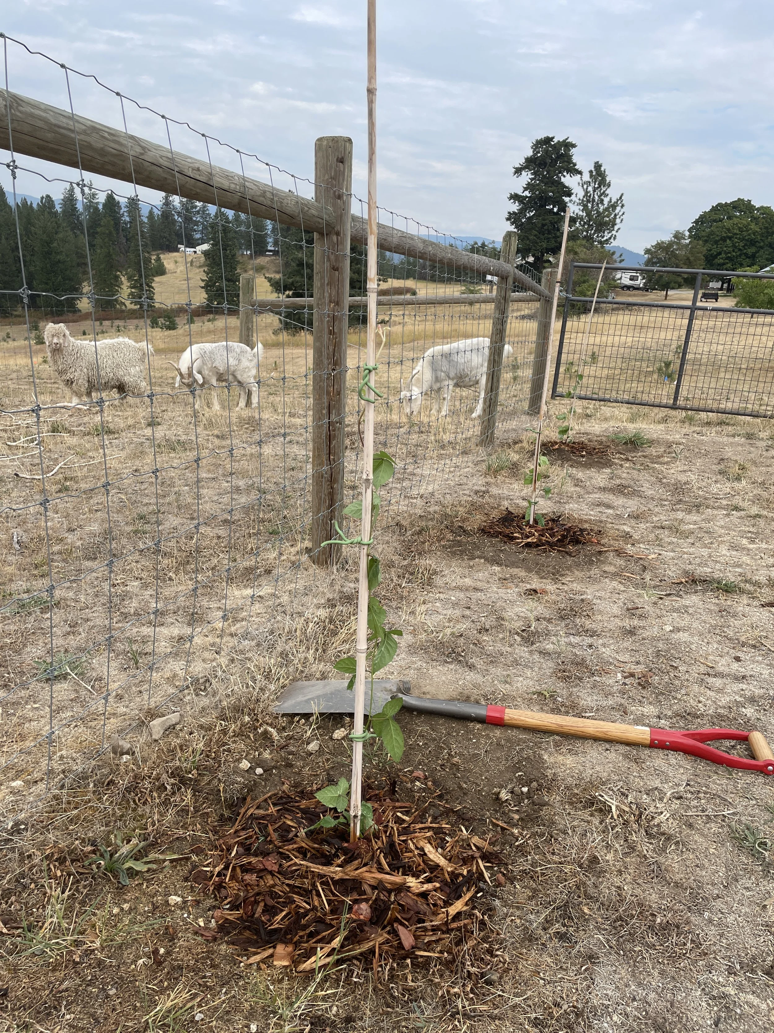 Planting a few innocent blackberries
